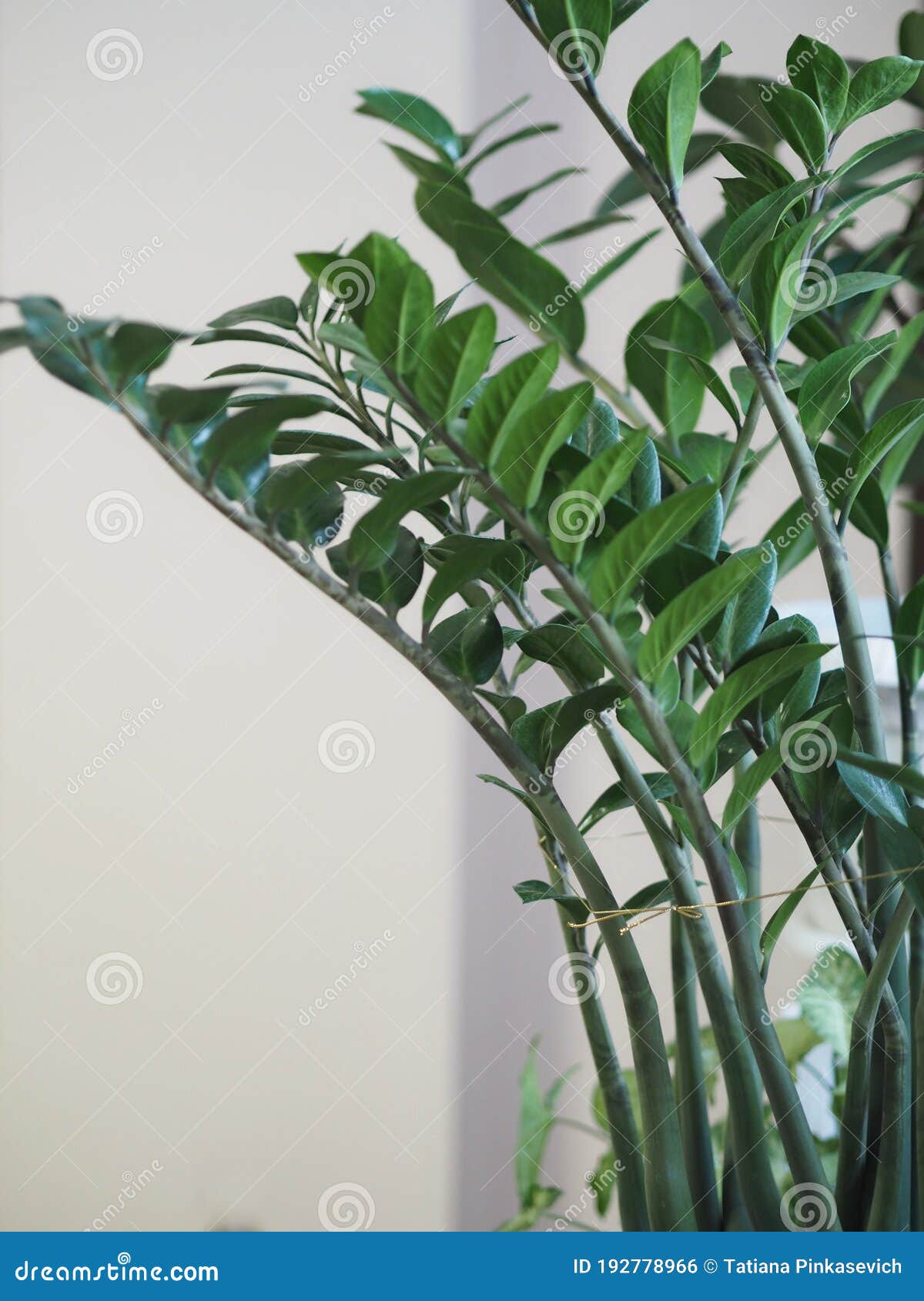 branches with leaves of the domestic plant zamiokulkas, in everyday life called a dolor tree. white background