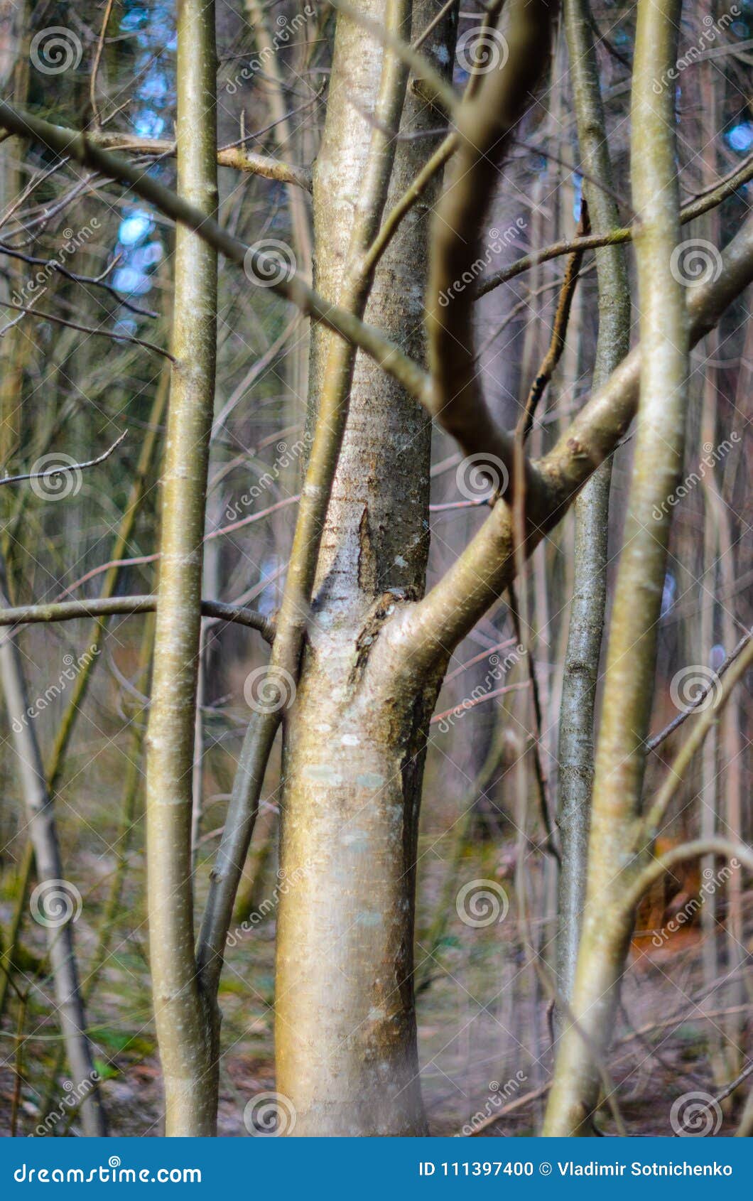 branches without leaves in early spring