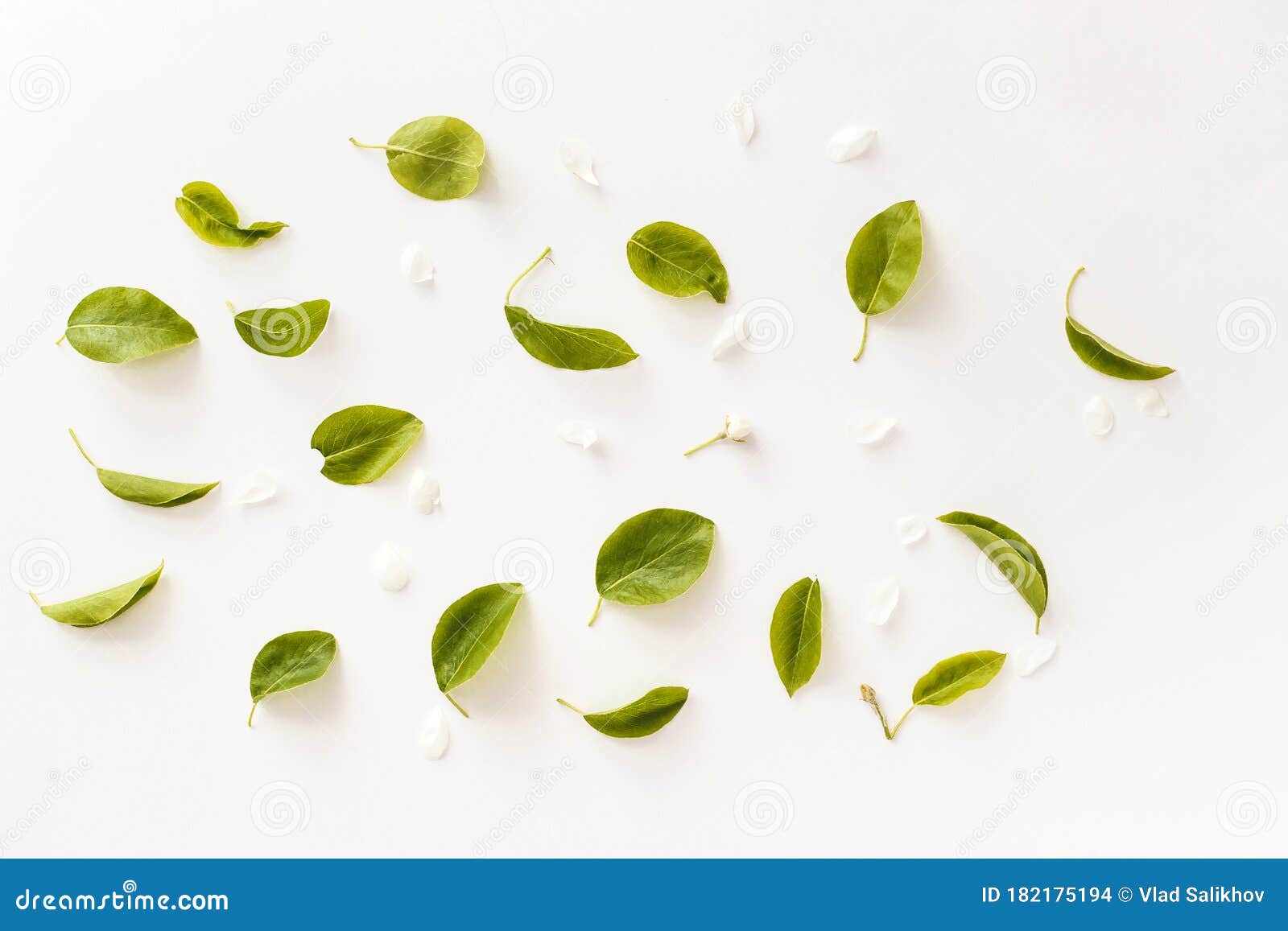 Branches, Leaves and Petals Isolated on White Background. Flat Lay