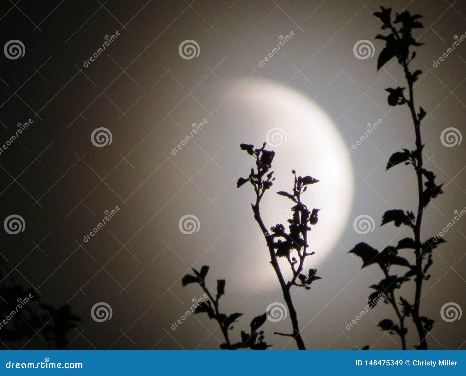 branches of a lunar eclipse 2