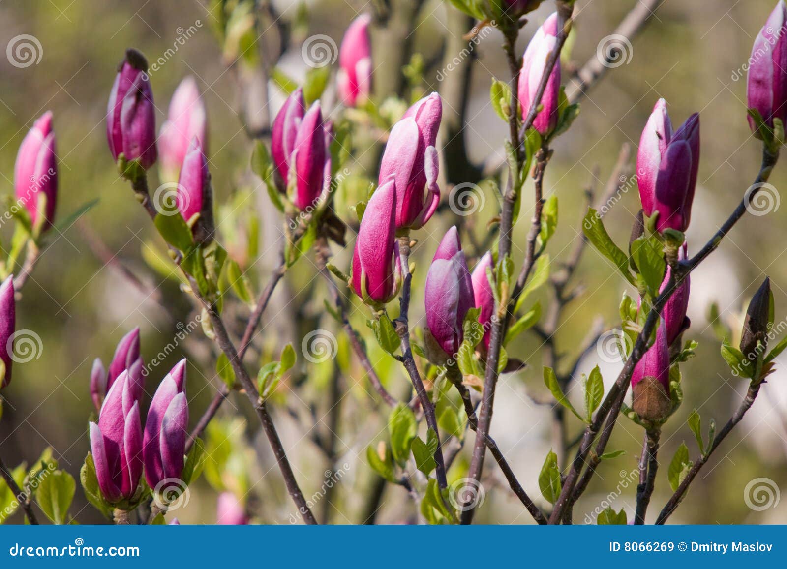 Branches of magnolia stock image. Image of fragility, blossom - 8066269