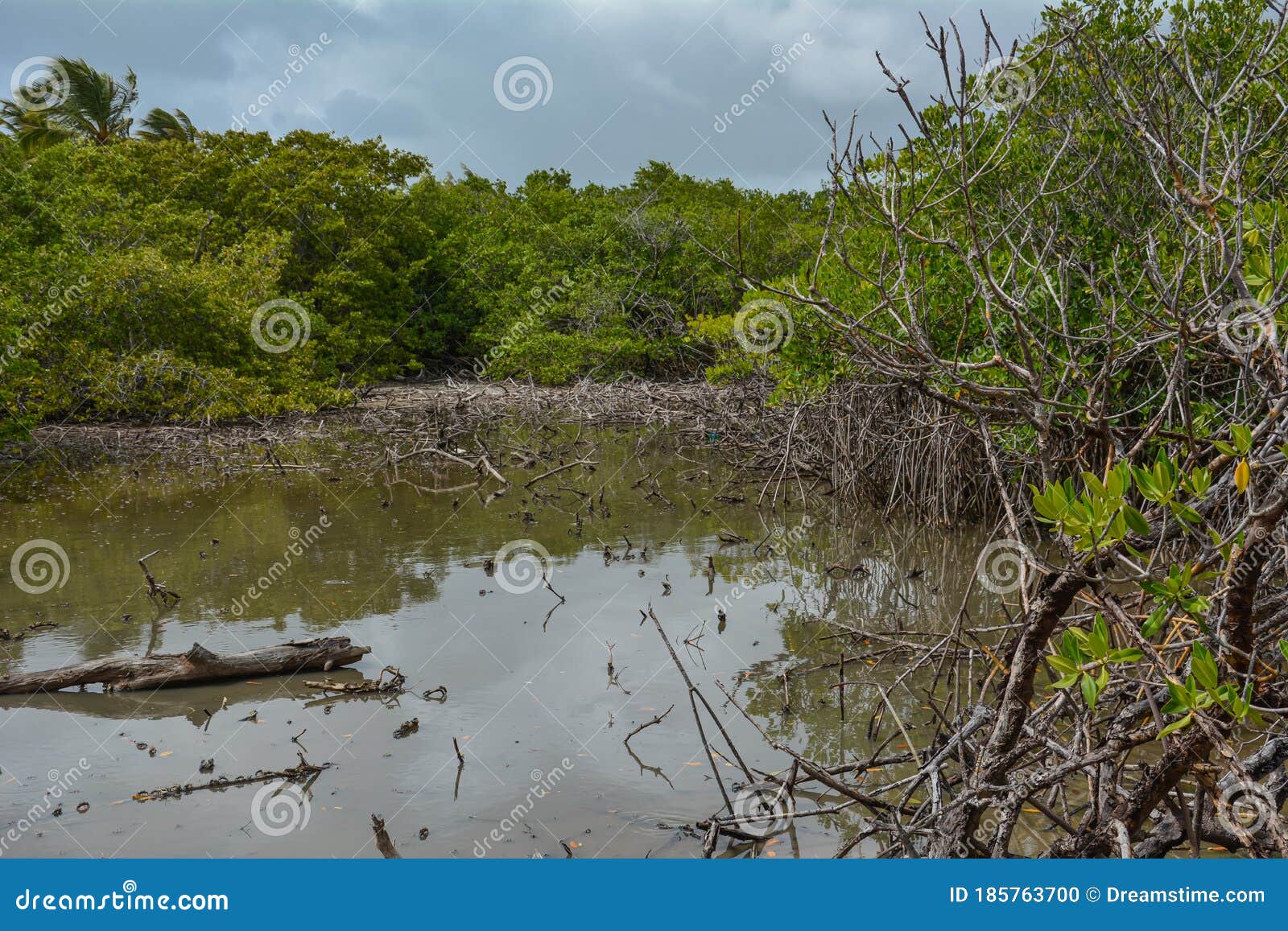 branches of mangrove trees stick out of the water. the sky is clouded over