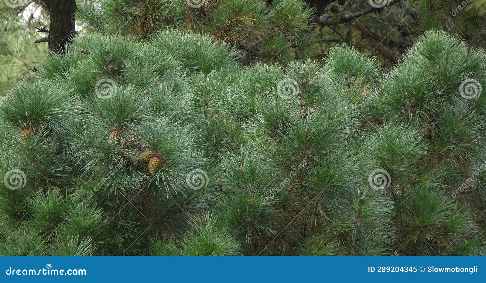 branches of maritime pine, pinus pinaster, showing cones and needles on the tree, la baule escoublac in loire in france