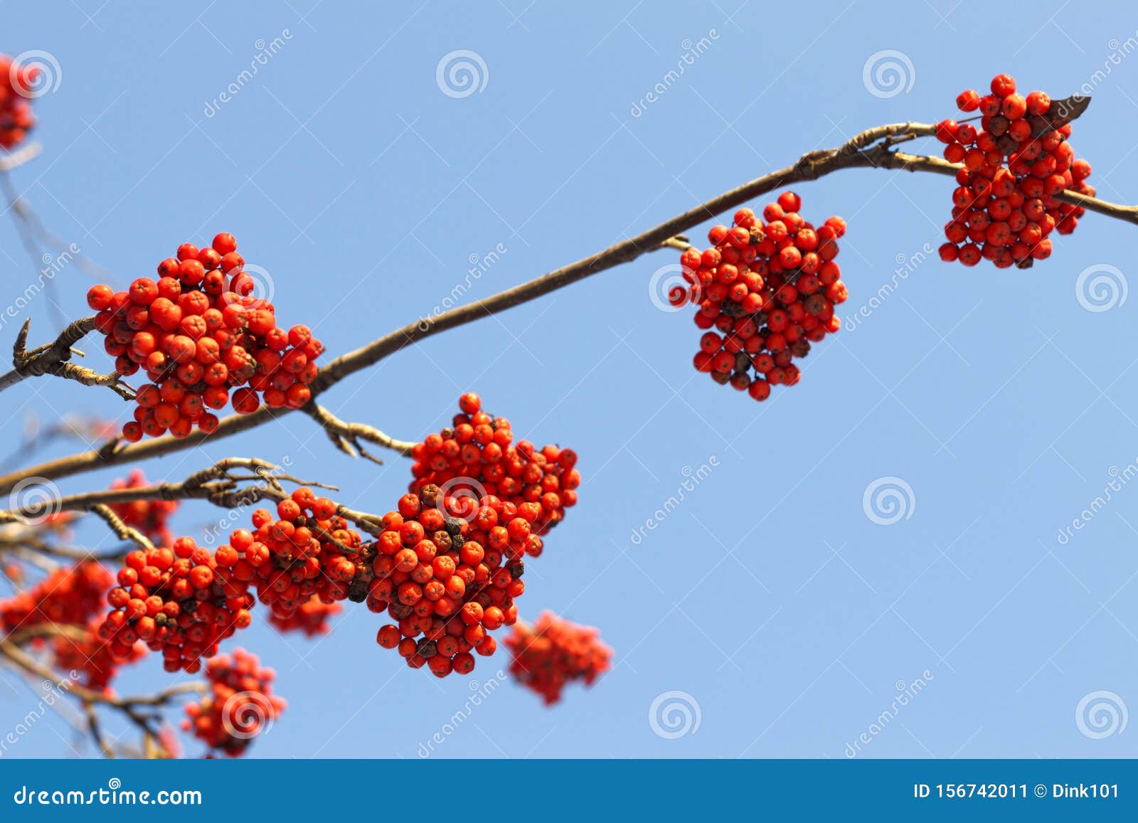 Branches of Mountain Ash Rowan with Bright Red Berries Stock Image ...