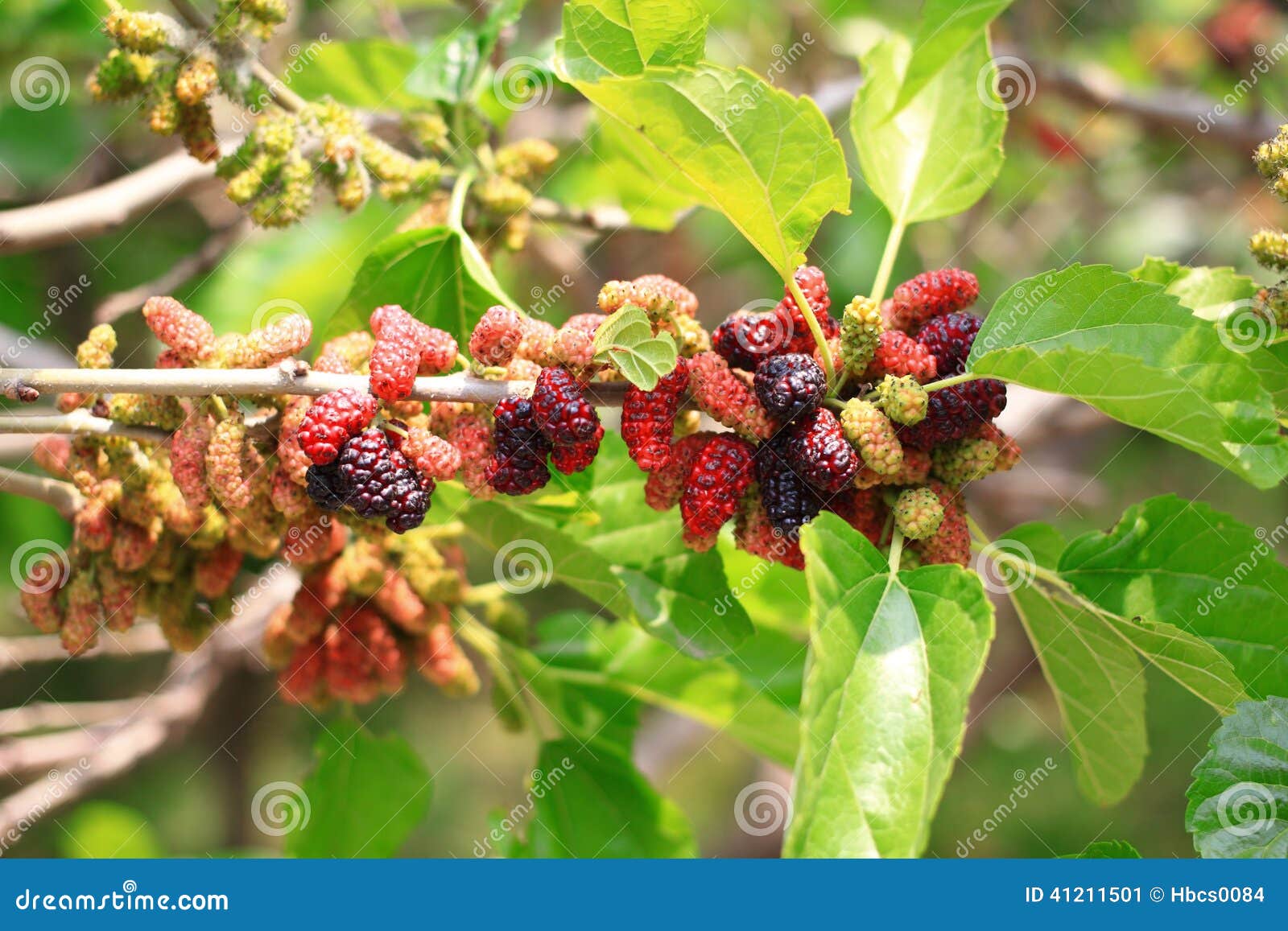 Branches of the Mulberry Tree Stock Image Image of sweet, leaf 41211501