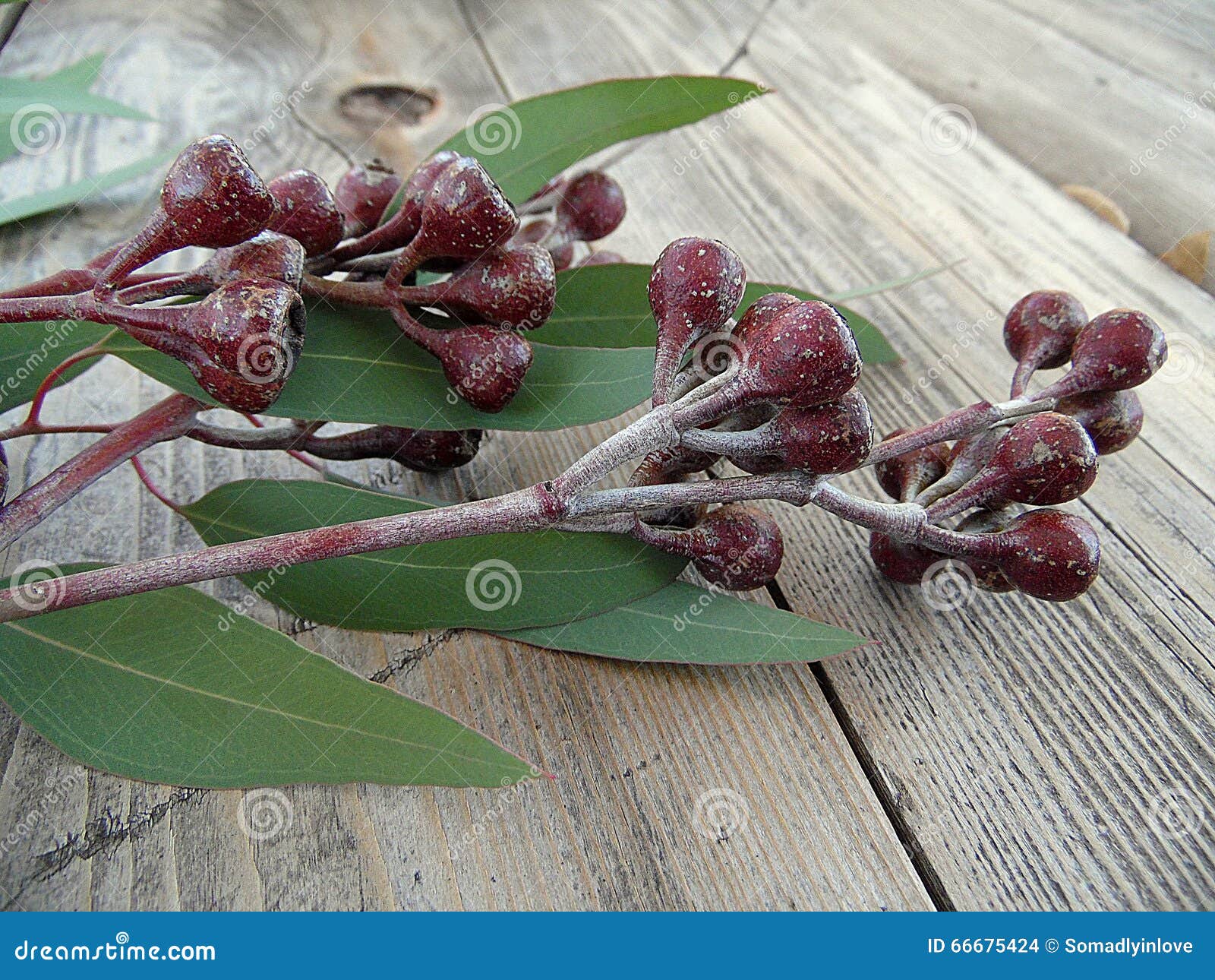 Branche D'eucalyptus Et Enveloppe Verte Avec Espace De Copie