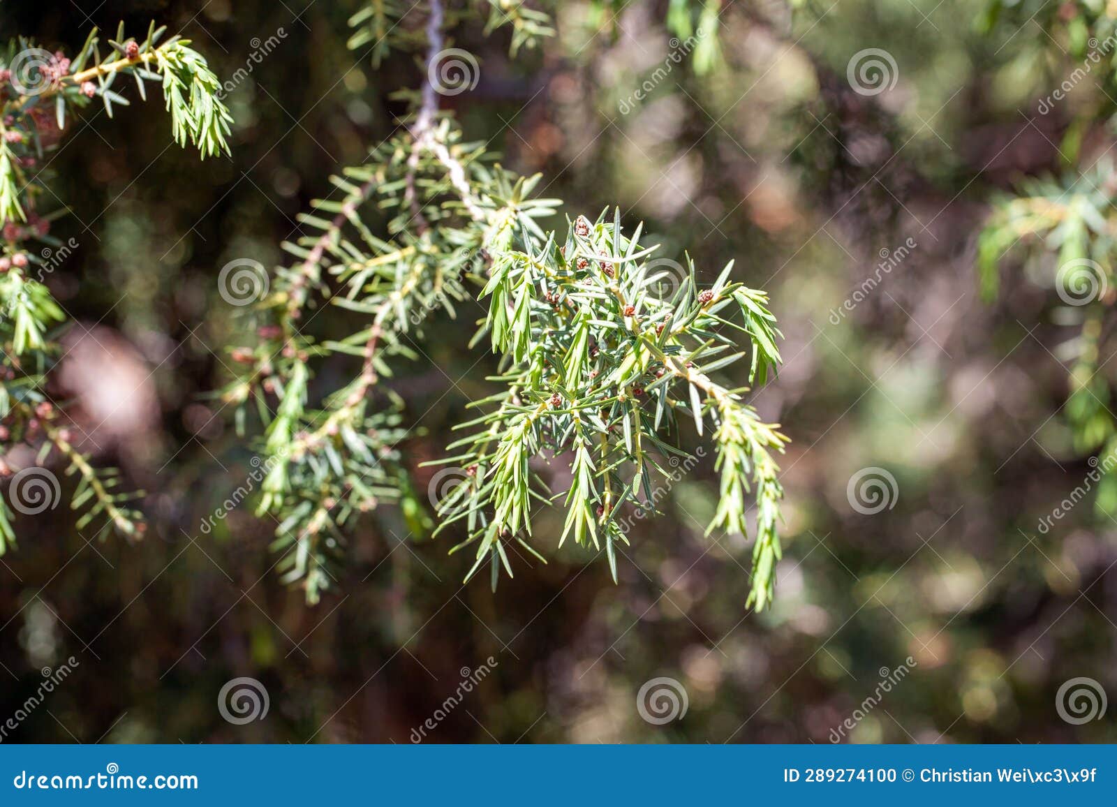Branches and Needles of a Canary Islands Juniper, Juniperus Cedrus Stock Photo Image of cedar