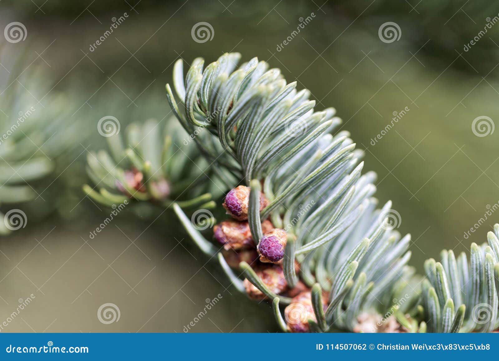 Branches of a noble fir Abies procera in spring