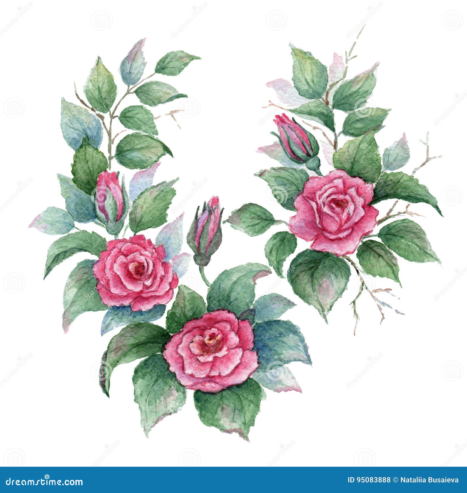 Branches of Pink Curly Rose on White Background. Watercolor ...