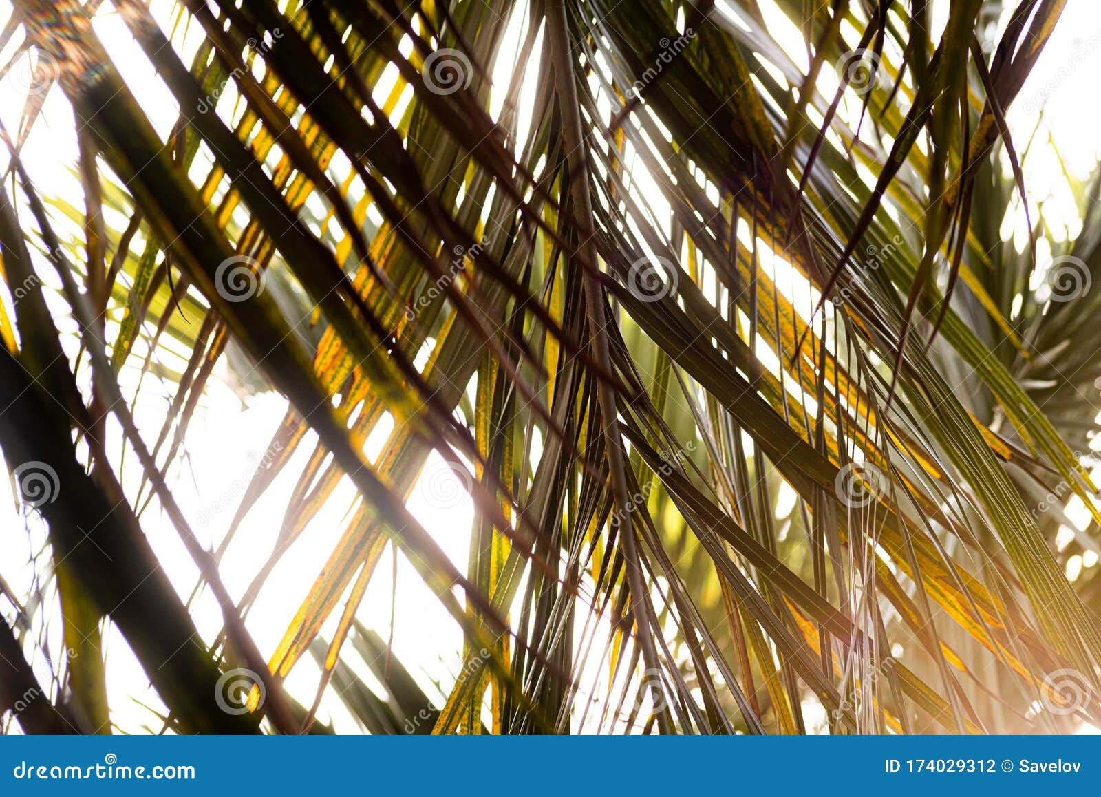 branches of plants butia capitata with backlight is close