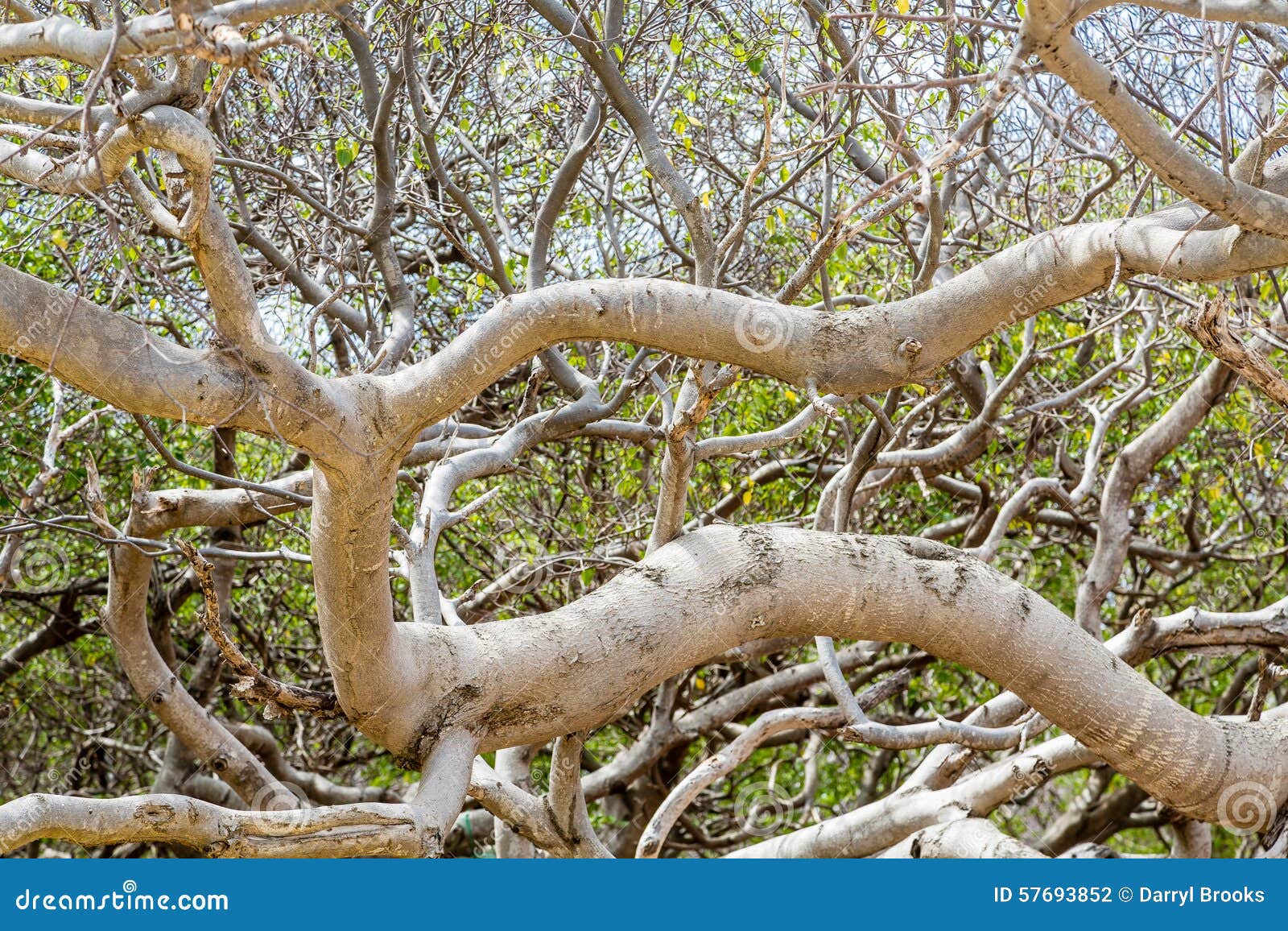 Branches of Poisonous Manchineel Tree Stock Photo Image of tropical
