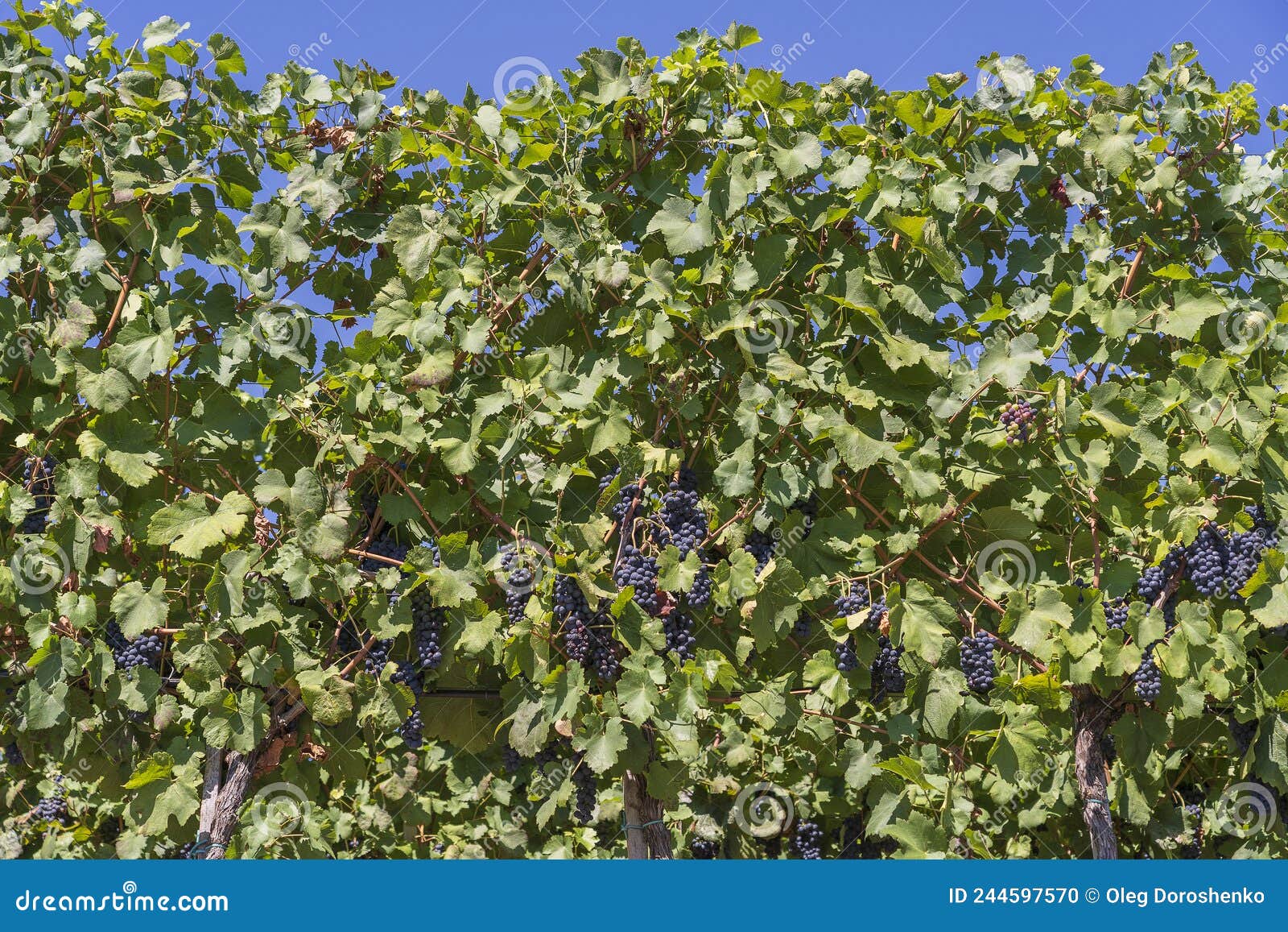 Branches of Red Wine Grapes Growing in Fields. Close Up View of Fresh