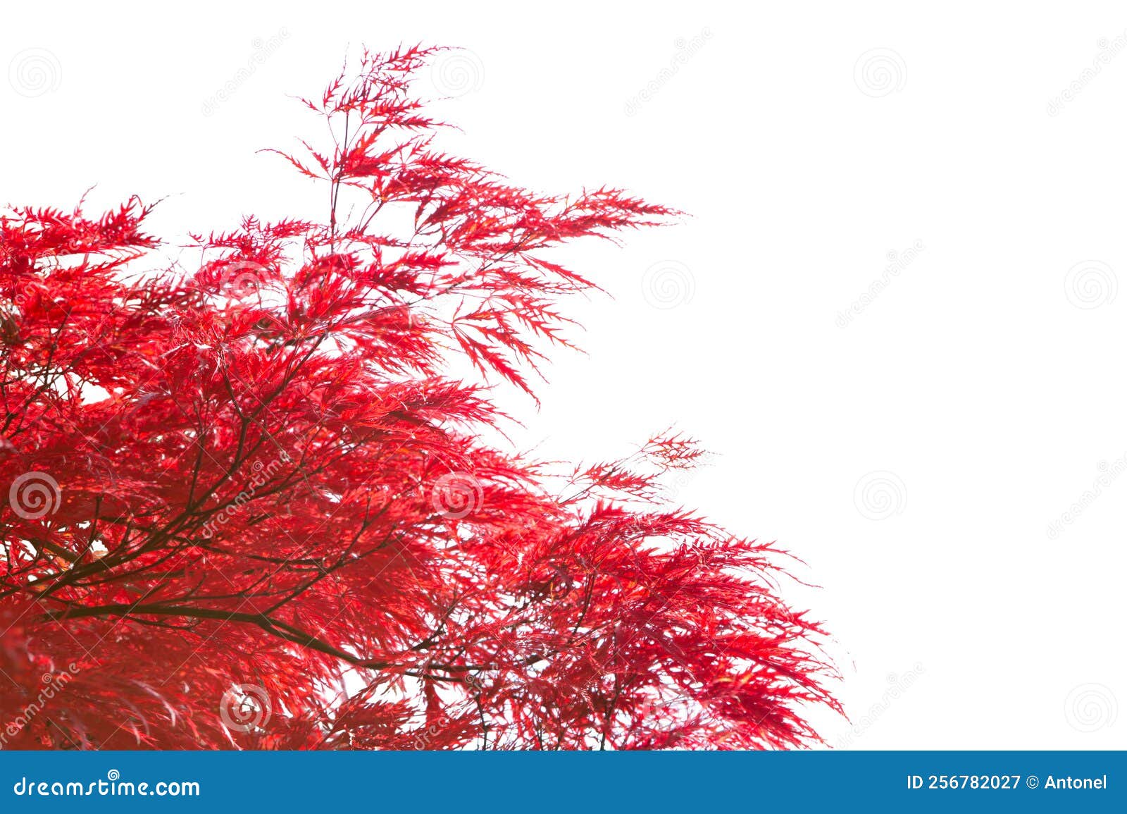 branches with redl autumn leaves   on white background.  selective focus. acer palmatum  `tamukeyama`  japanese maple