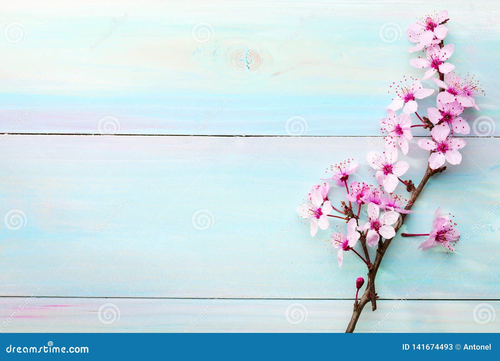 branches of sakura on wooden table. toned image