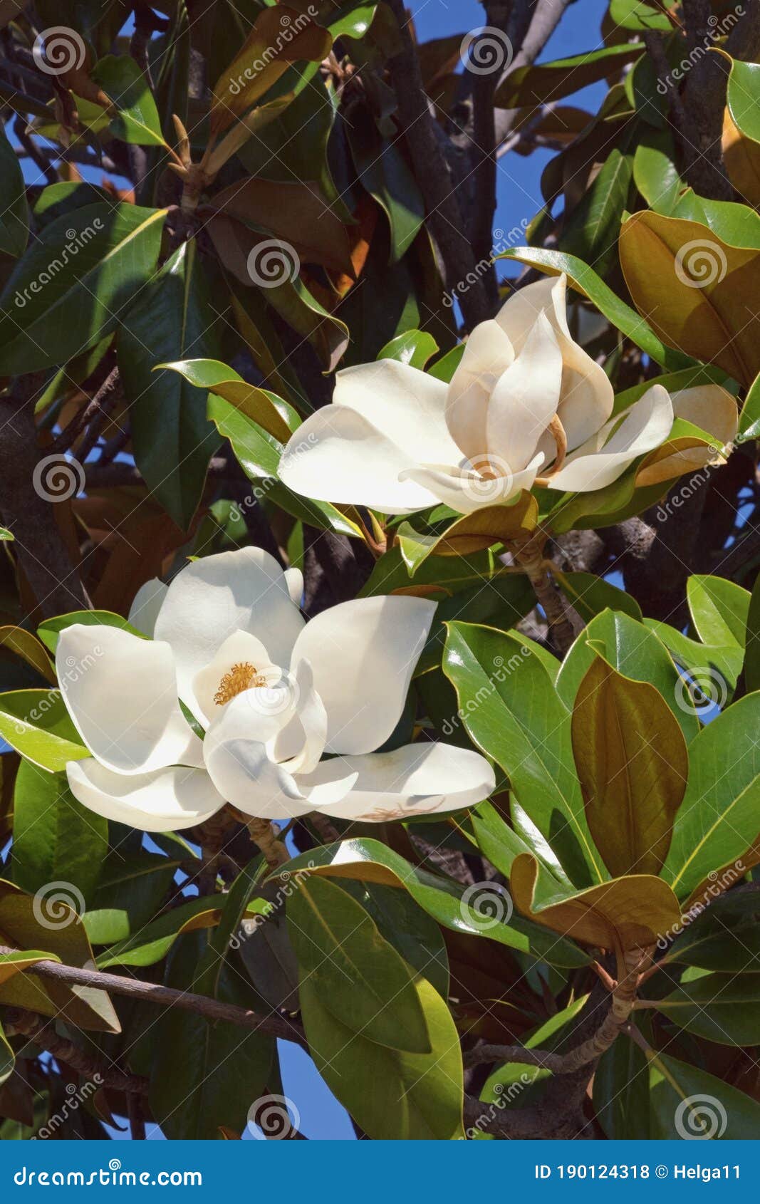 909 Magnolia Grandiflora Leaves Stock Photos - Free & Royalty-Free Stock  Photos from Dreamstime