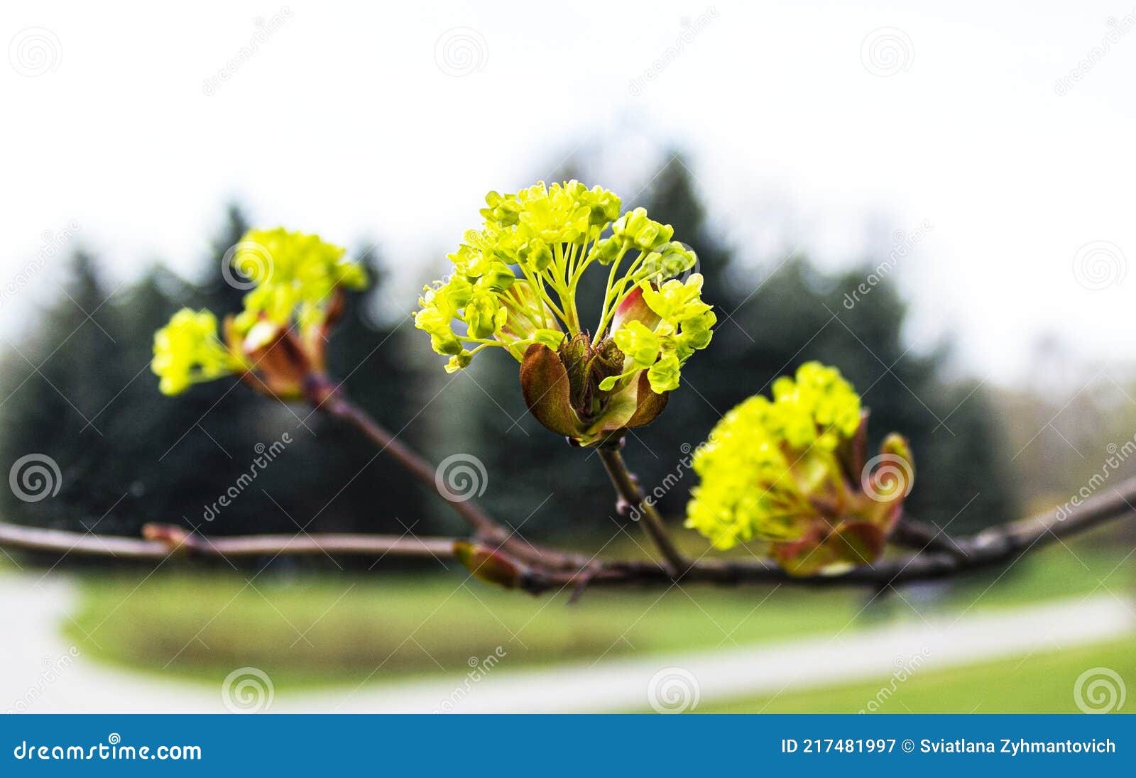 Branches Of Spring Flowers Of The Norway Maple Blooming Norway Maple Acer Platanoides Flowers Stock Image Image Of Yellow Lonely