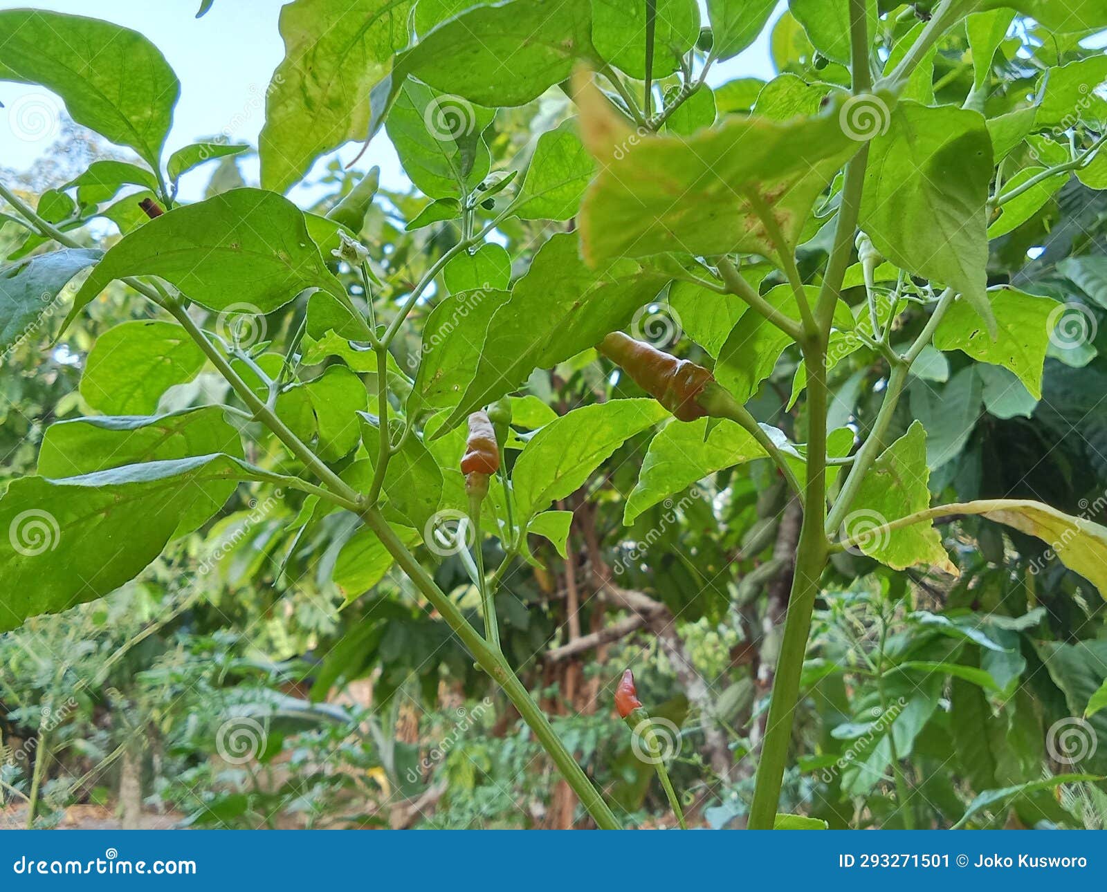 The Branches And Stems Of The Chili Plants Stock Image Image Of The Branches And Stems Of The Chili Plants Stock Image Image Of