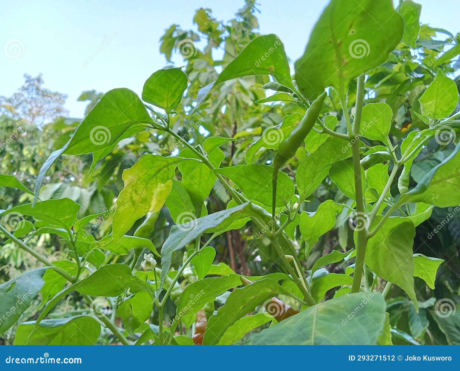 The Branches And Stems Of The Chili Plants Stock Photo Image Of The Branches And Stems Of The Chili Plants Stock Photo Image Of
