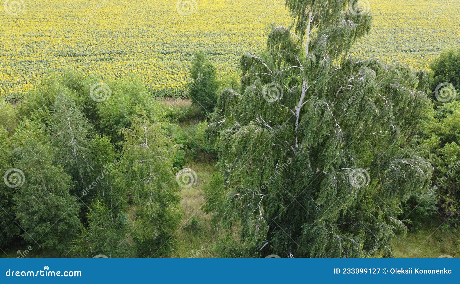 Branches of a Tall Birch Tree, Photographed from the Air Stock Image