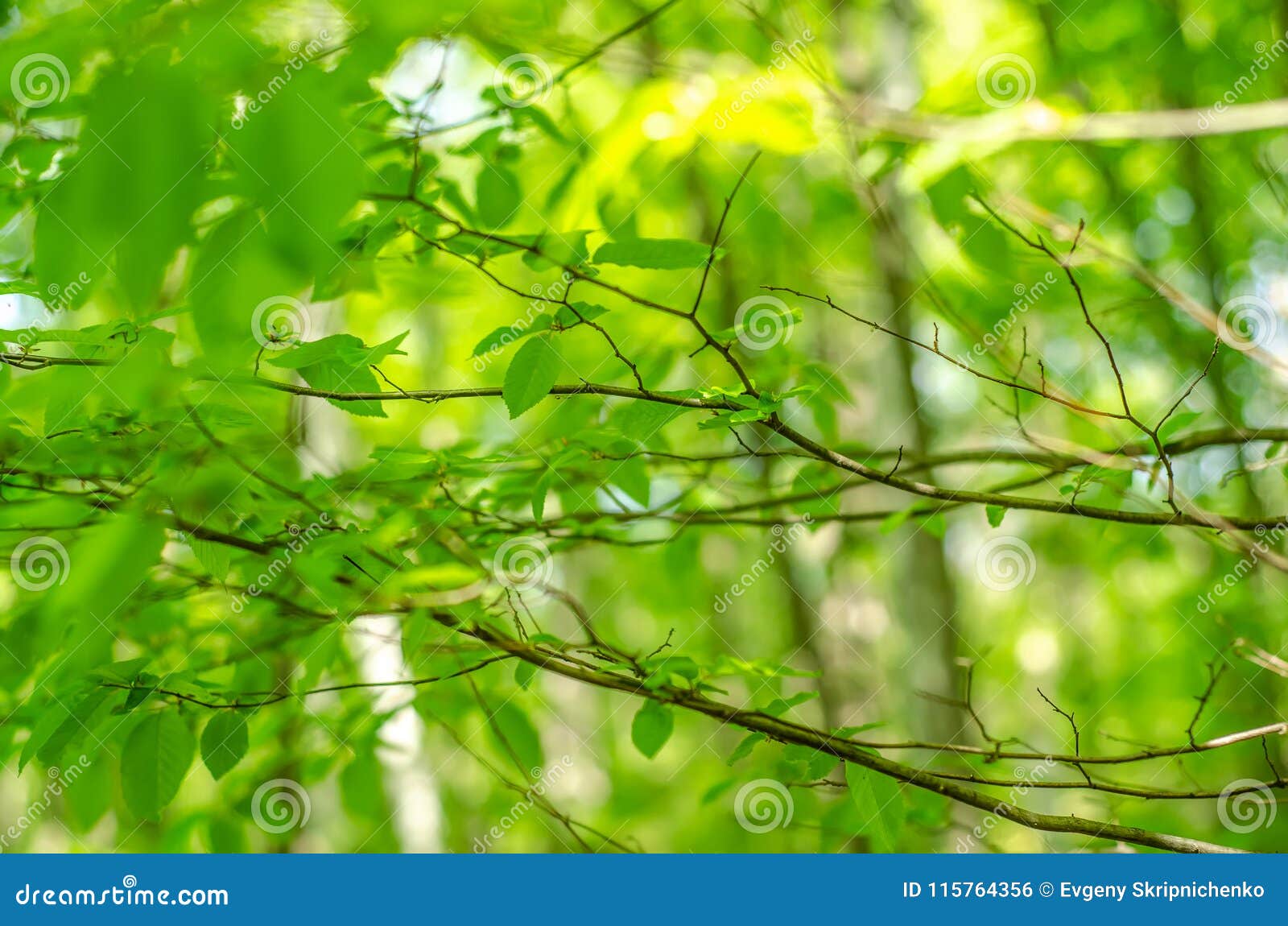 Branches of Tree Leaves Green Park Forest Stock Photo - Image of color ...