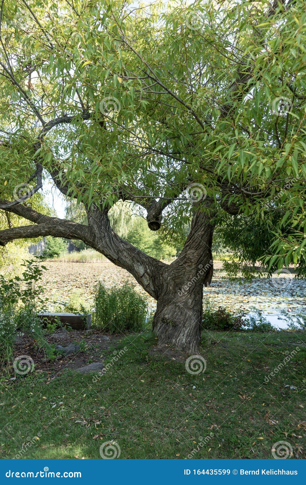 Download Branches Of The Tree In The Shape Of A Heart Stock Image ...