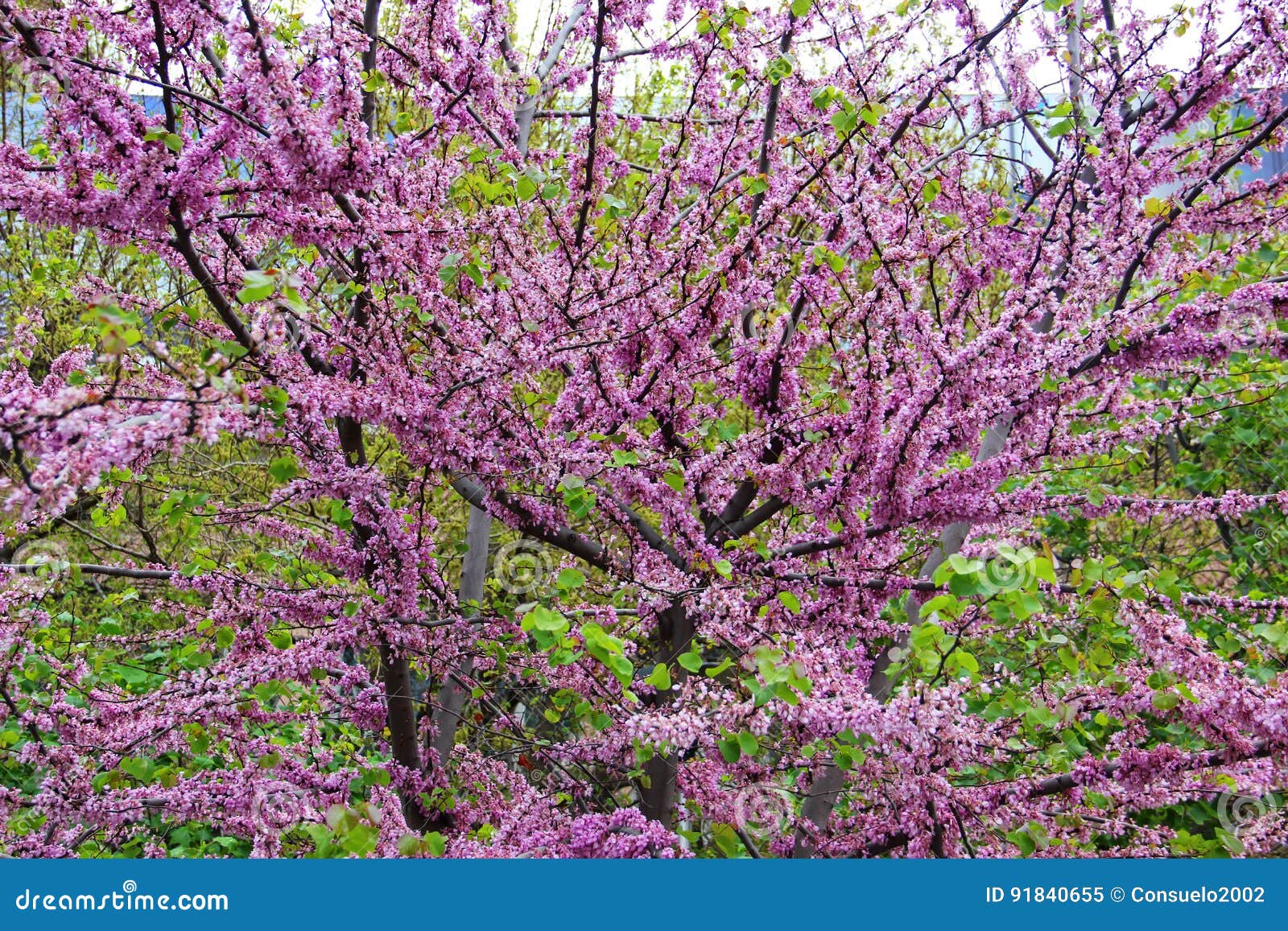 The Branches of a Tree Strewn with Purple Flowers Stock Image Image