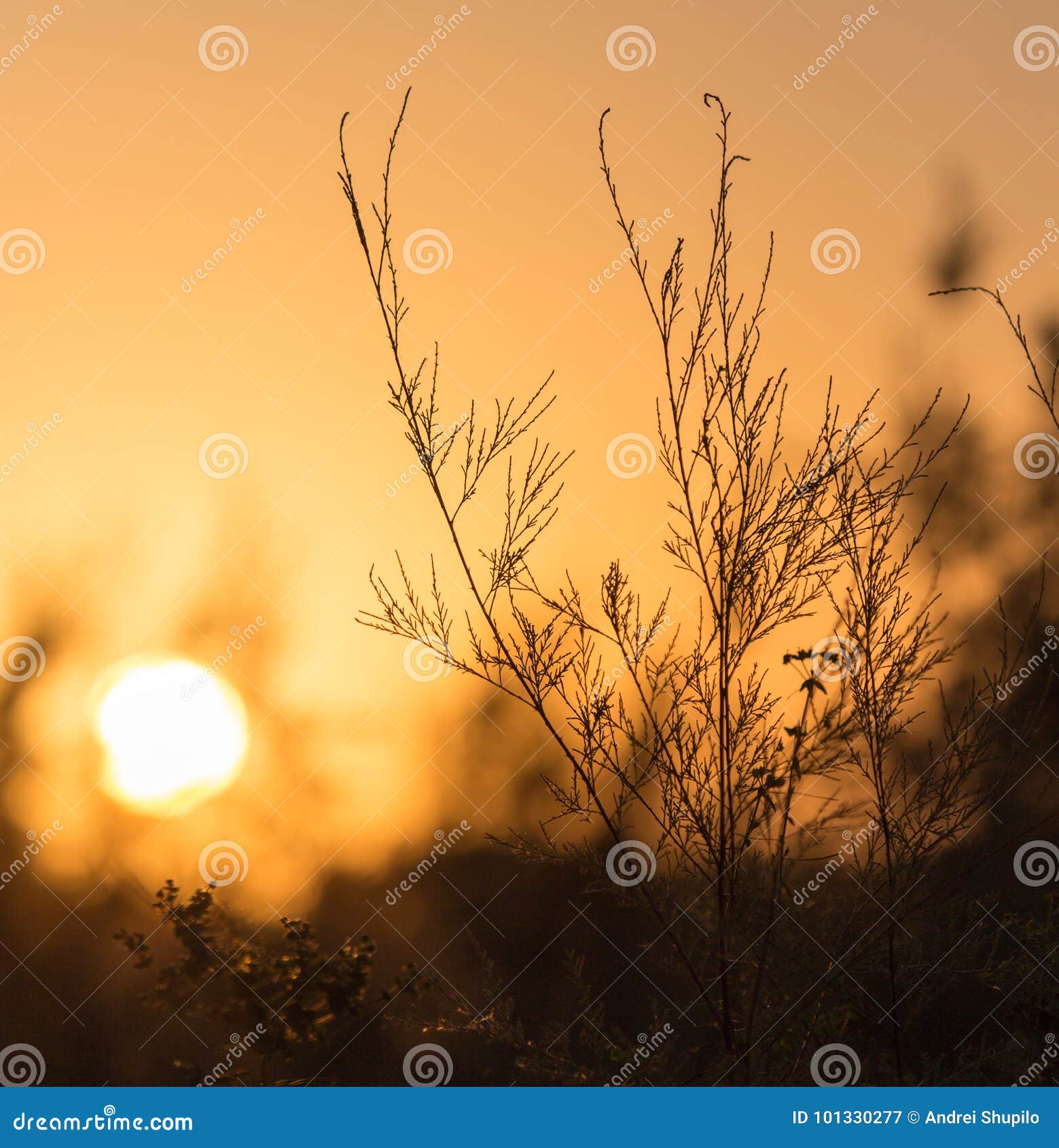 Branches of a Tree at Sunset Stock Image - Image of dawn, limbs: 101330277