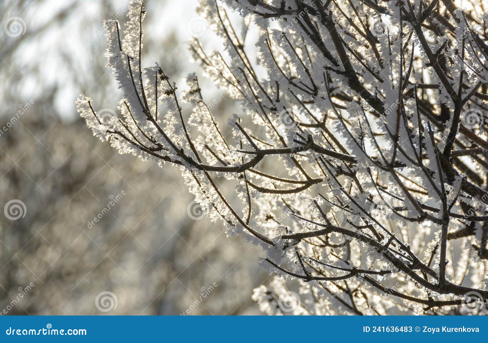 Branches of Trees and Bushes Covered with Frost in Sunny Frosty Weather ...