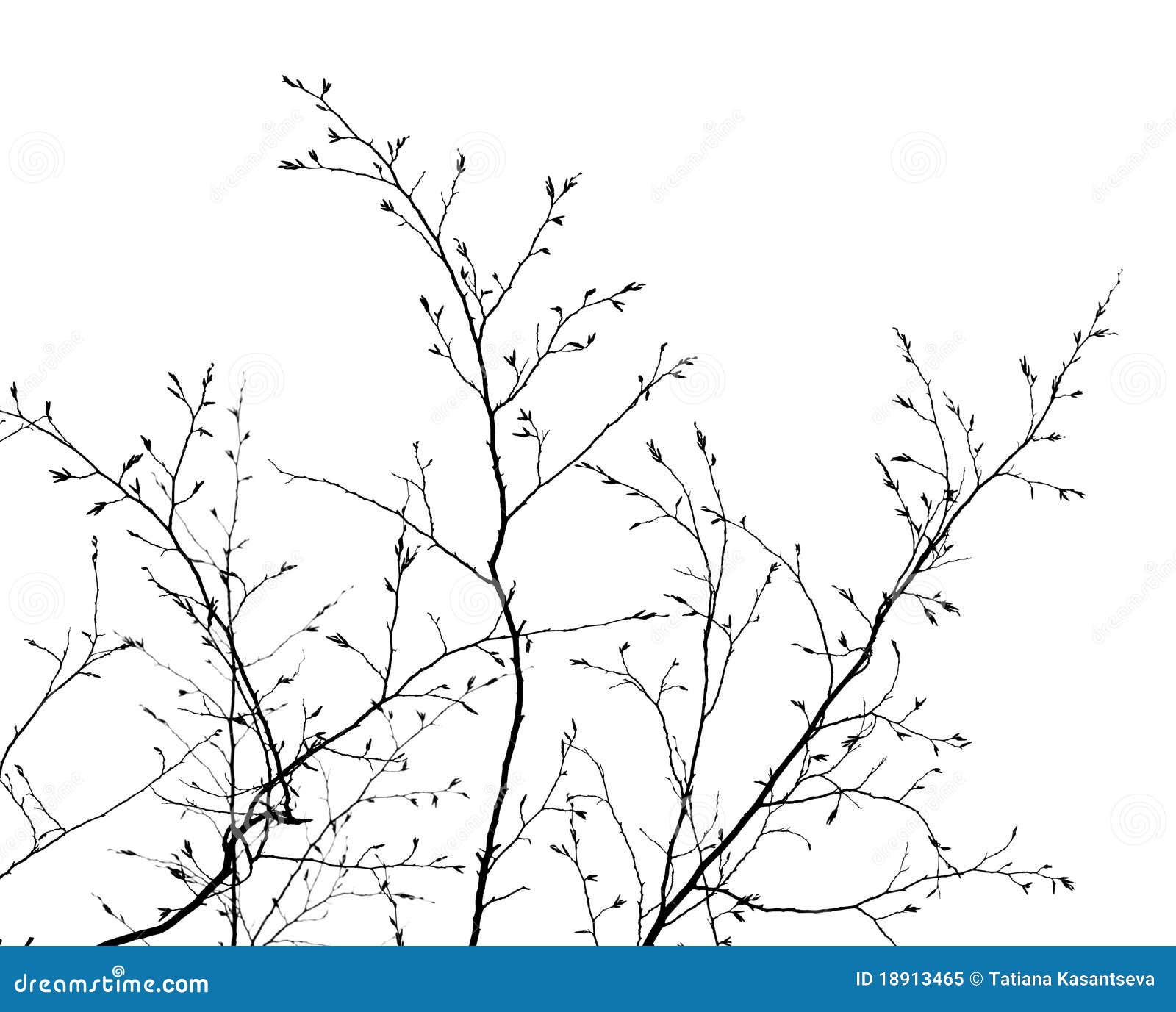 branches on white background