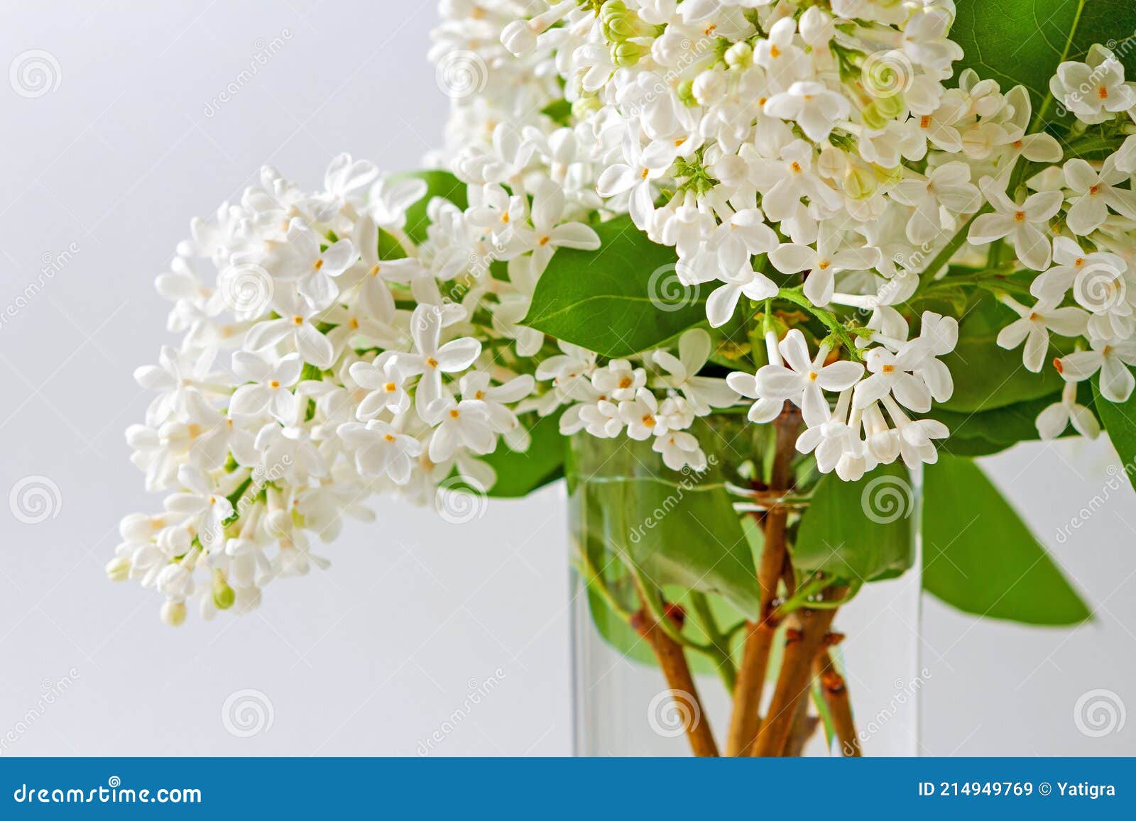 branches of white lilacs are collected in a lush bouquet in a glass vase