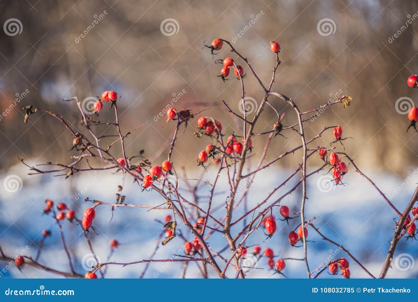 Branches of Wild Rose Hips with Red Berries Covered with Hoarfrost in ...