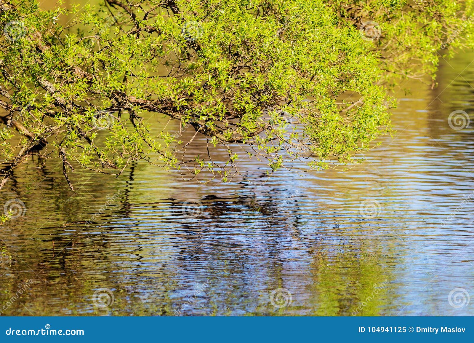 Willow with Green Foliage in the Spring Stock Image Image of green