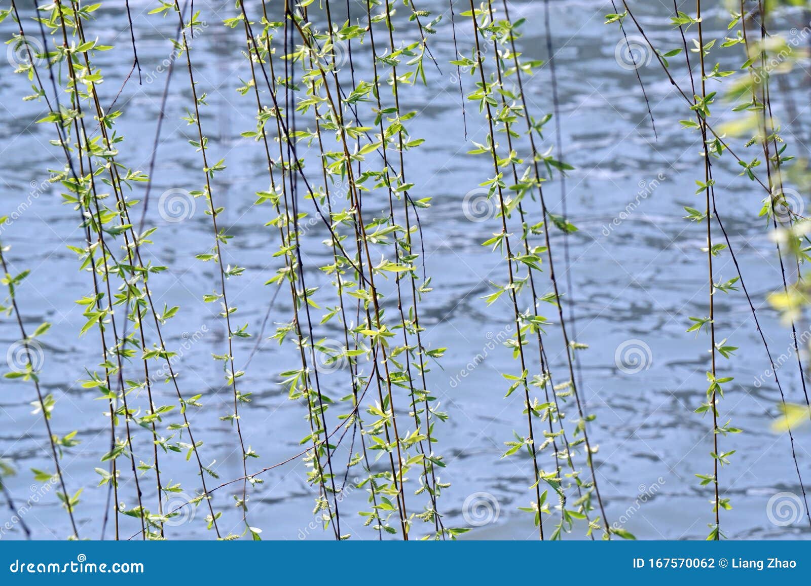 Branches of Willows that Germinate in Spring Stock Photo Image of