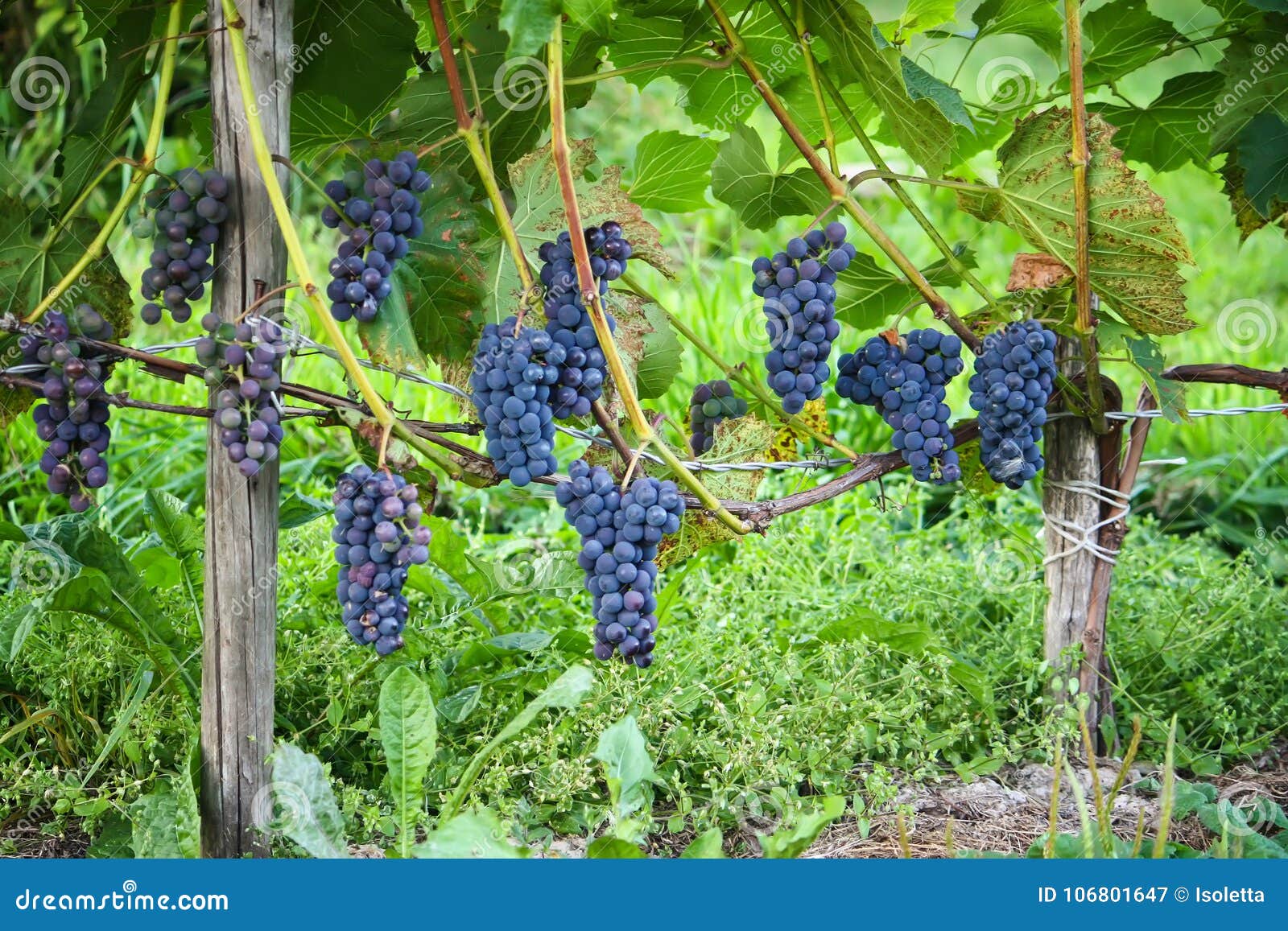 Branches of Wine Grapes Growing in Field Stock Image Image of wine