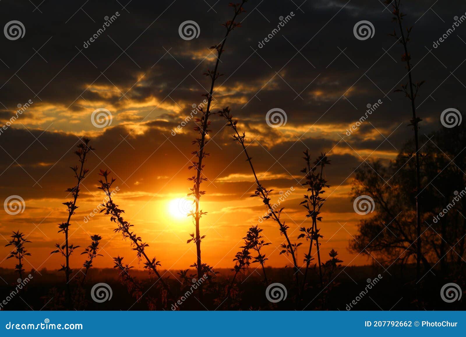 Branches of Young Box Elder Maple on the Background of a Beautiful
