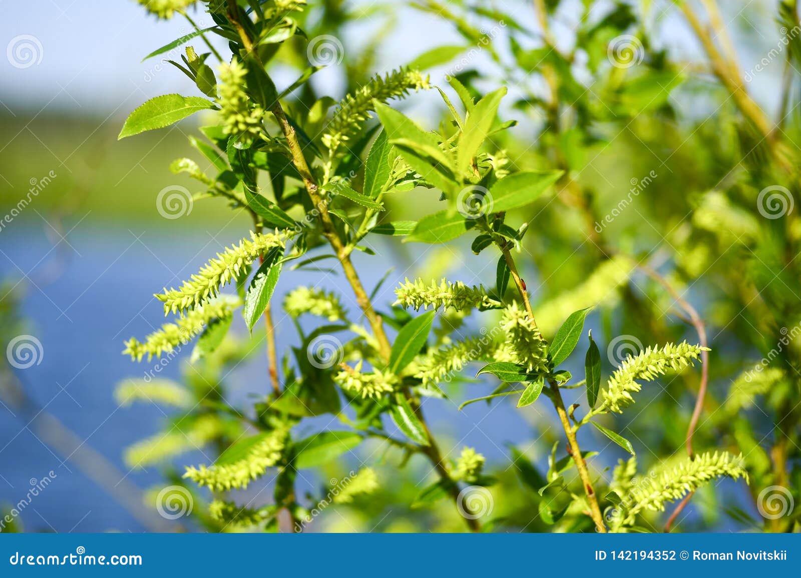 Branches of Young Green Willow in the Spring with Blooming Leaves and