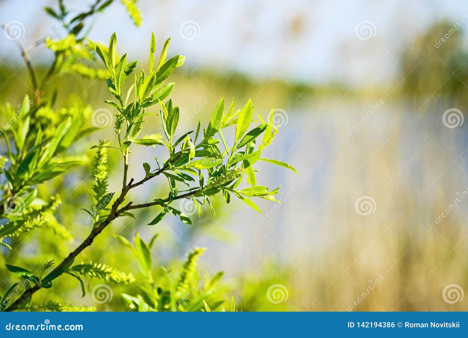 Branches of Young Green Willow in the Spring with Blooming Leaves and