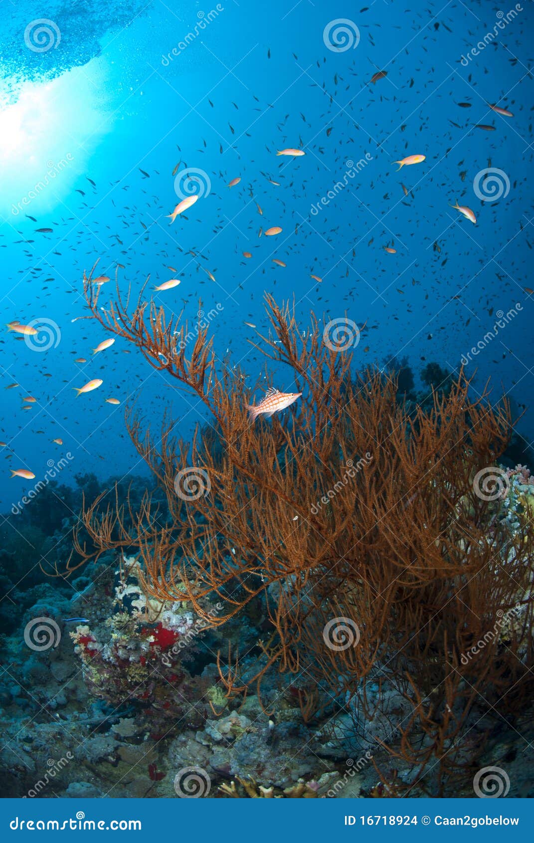 Branching Black Coral with a Longnose Hawkfish. Stock Photo Image of