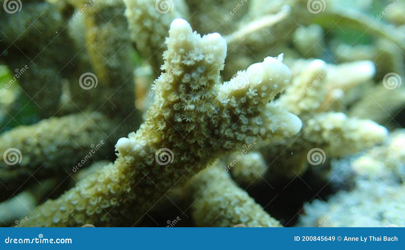 Close Up on Branch of Hard Coral Polyps Out Tentacles Stock Image ...