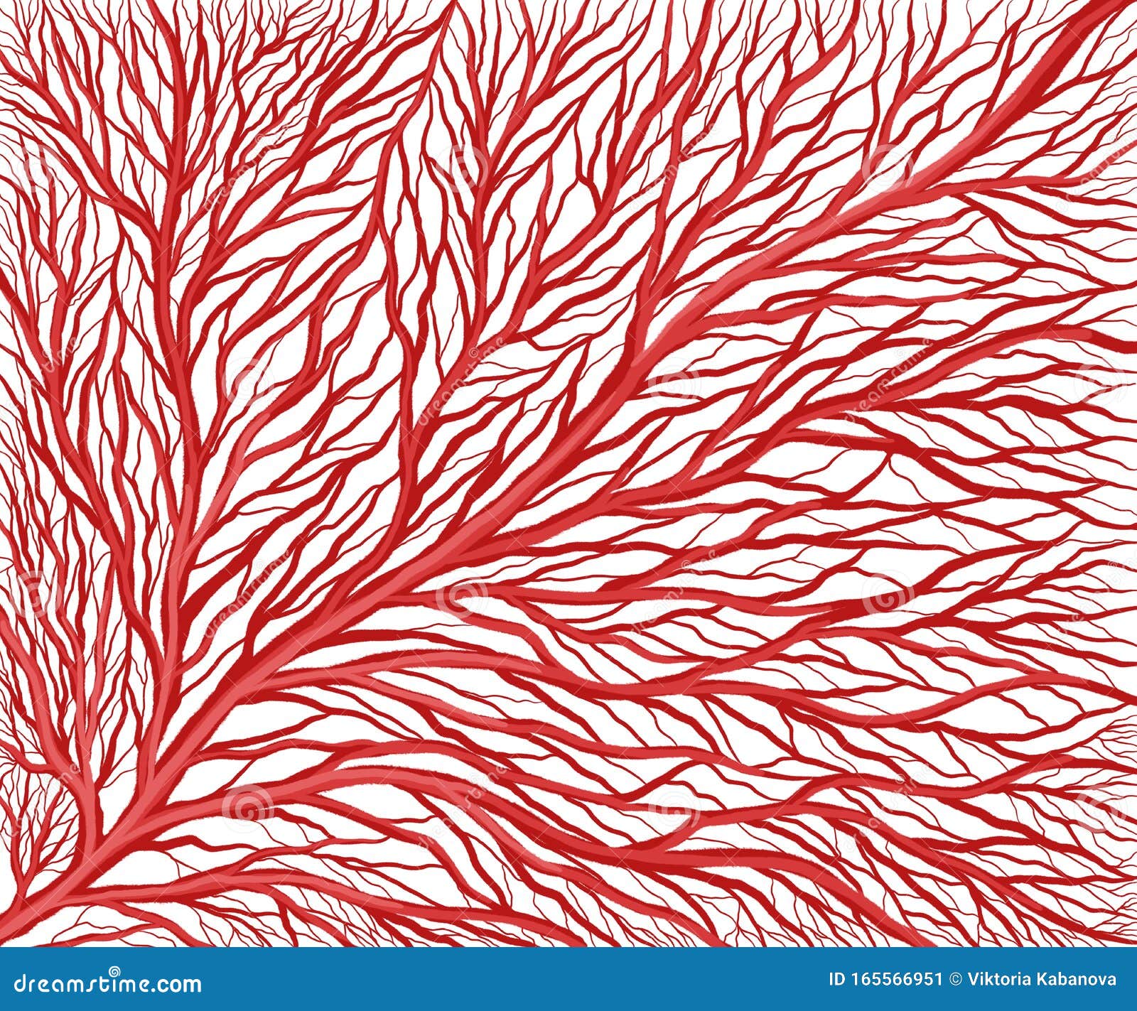 Capillary Network Stock Illustrations – 61 Capillary Network Stock ... Biology Diagrams