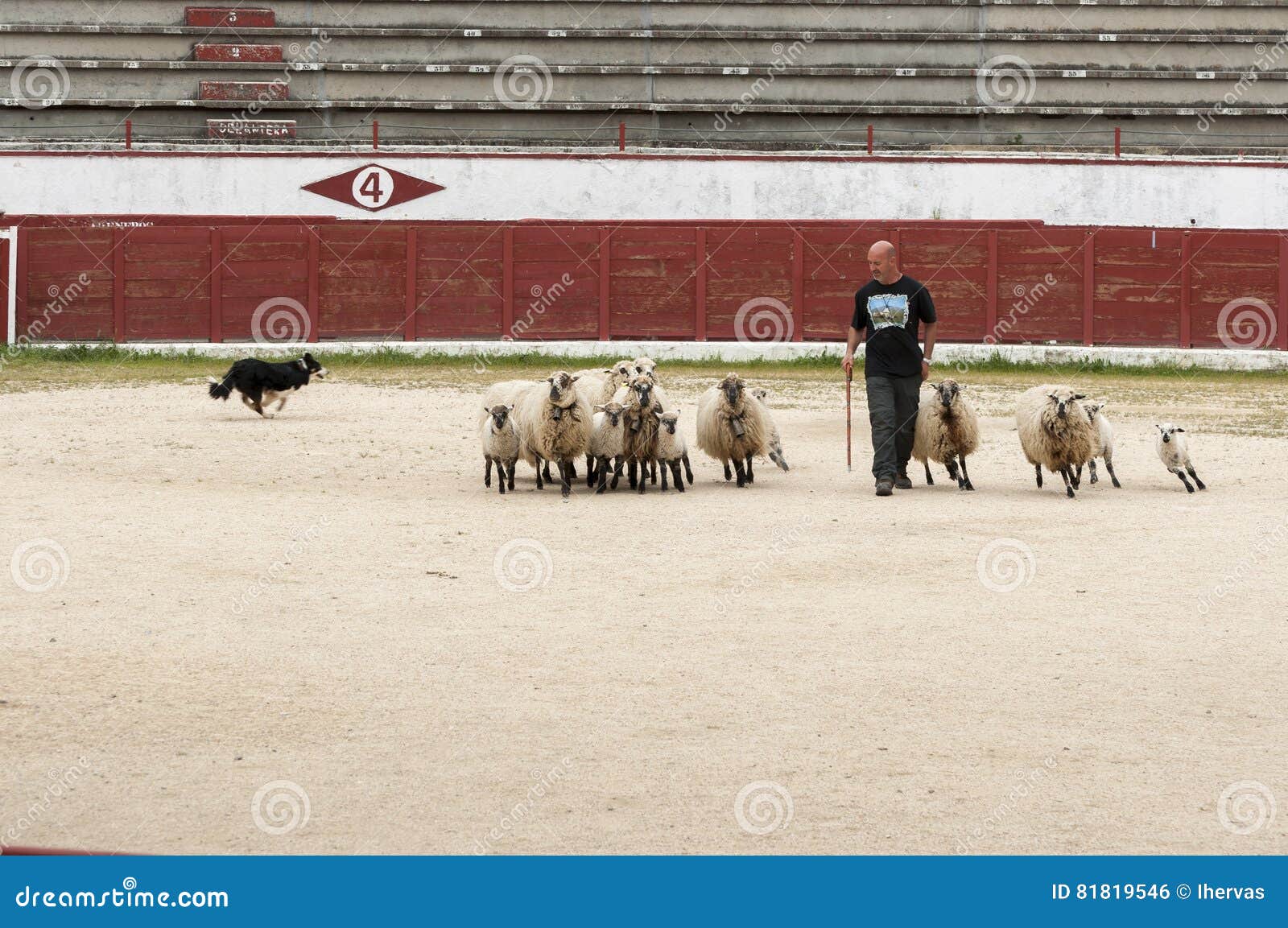 Branco Delle Pecore Di Lavoro Del Cane Fotografia Editoriale Immagine