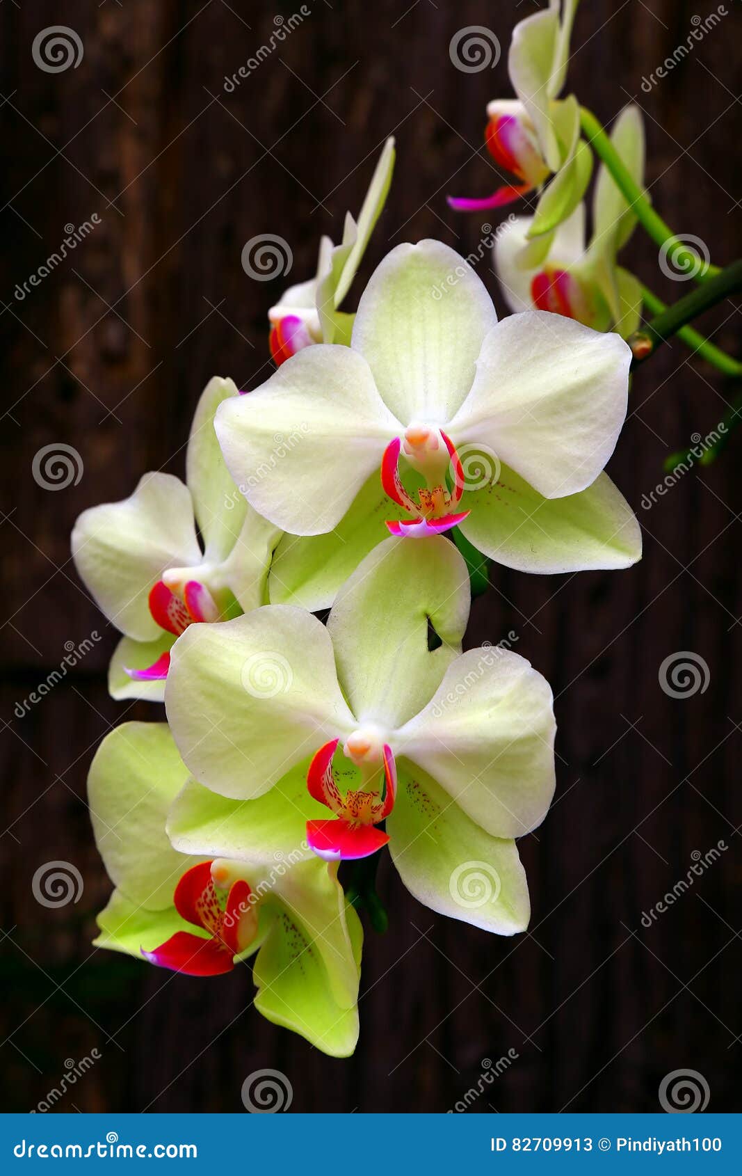 Branco E Claro - Orquídeas Verdes Do Phalaenopsis Imagem de Stock - Imagem  de grupo, naughty: 82709913