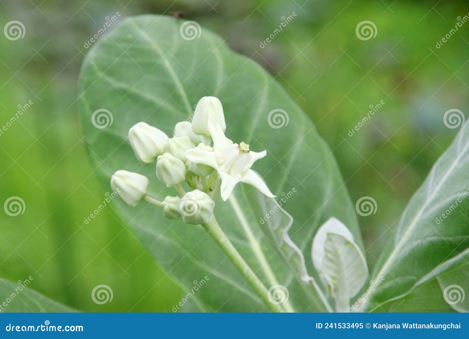 Branco Gigante Indiano Ordenhado Ou Gigantesco Rato Engolido No Galho.  Imagem de Stock - Imagem de coroa, alergia: 241533495