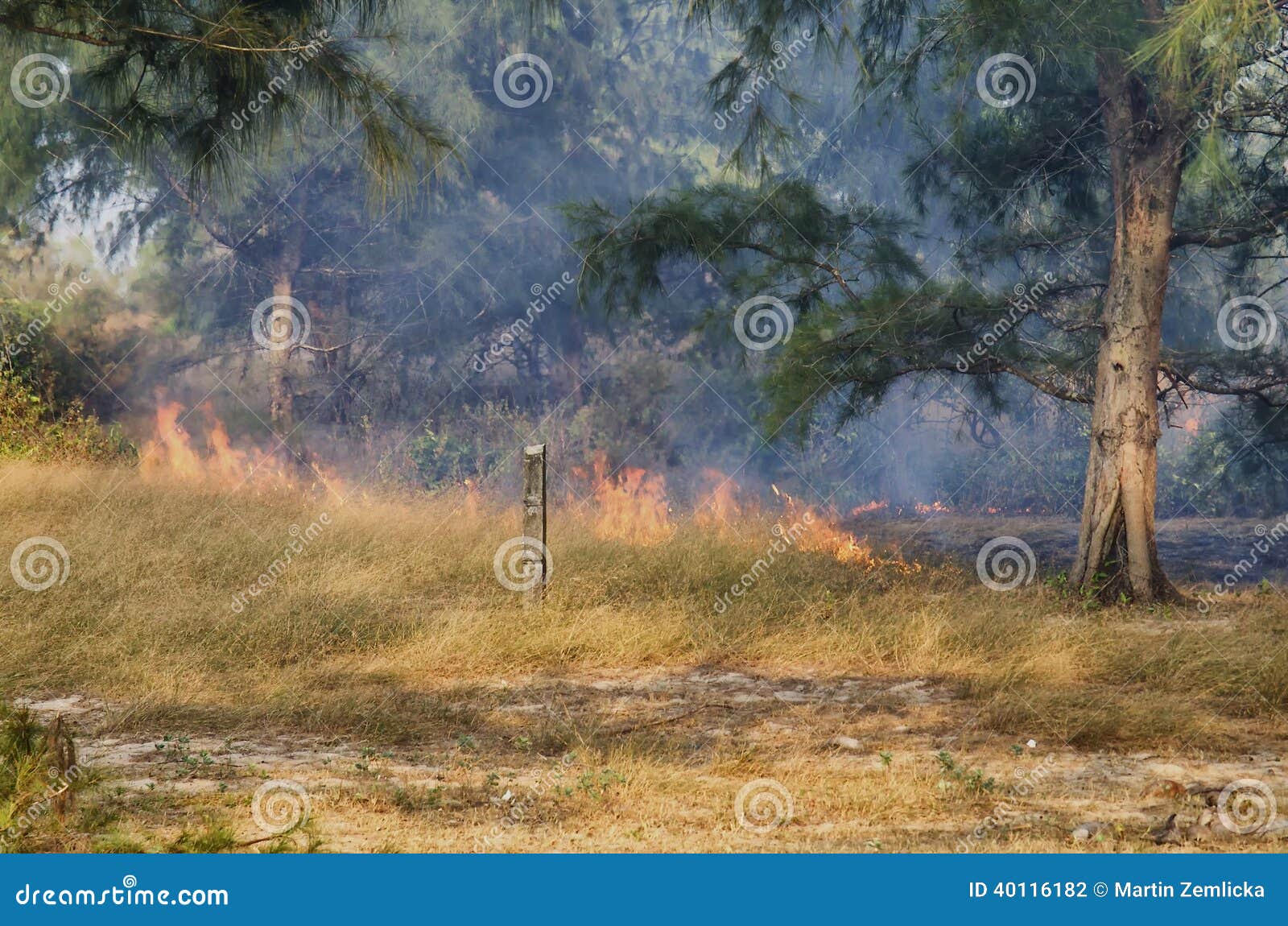 Brand in het hout. Brand in de rand van het wildernishout, dicht bij het strand in het eiland van Phu Quoc, Vietnam