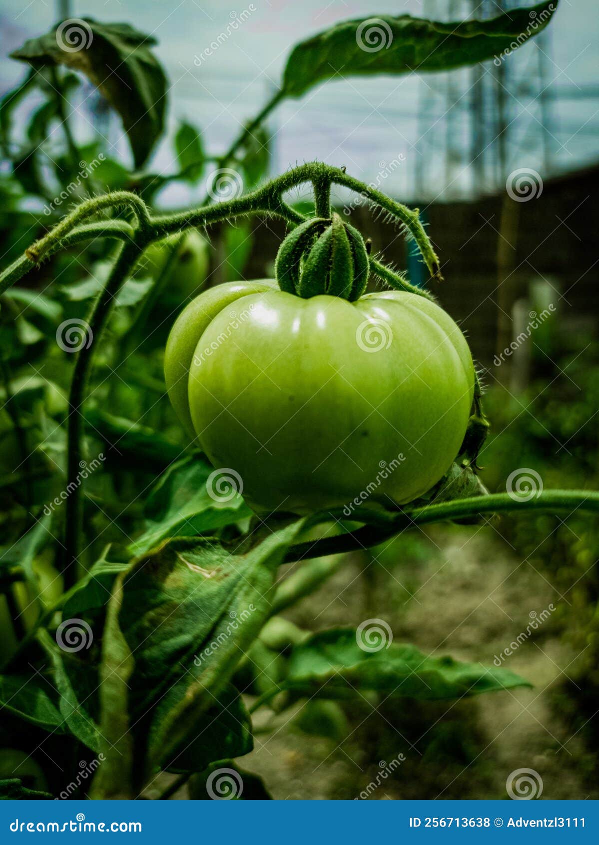Brandywine Tomato Natural Fruit Vegetable Flora in the Garden Stock