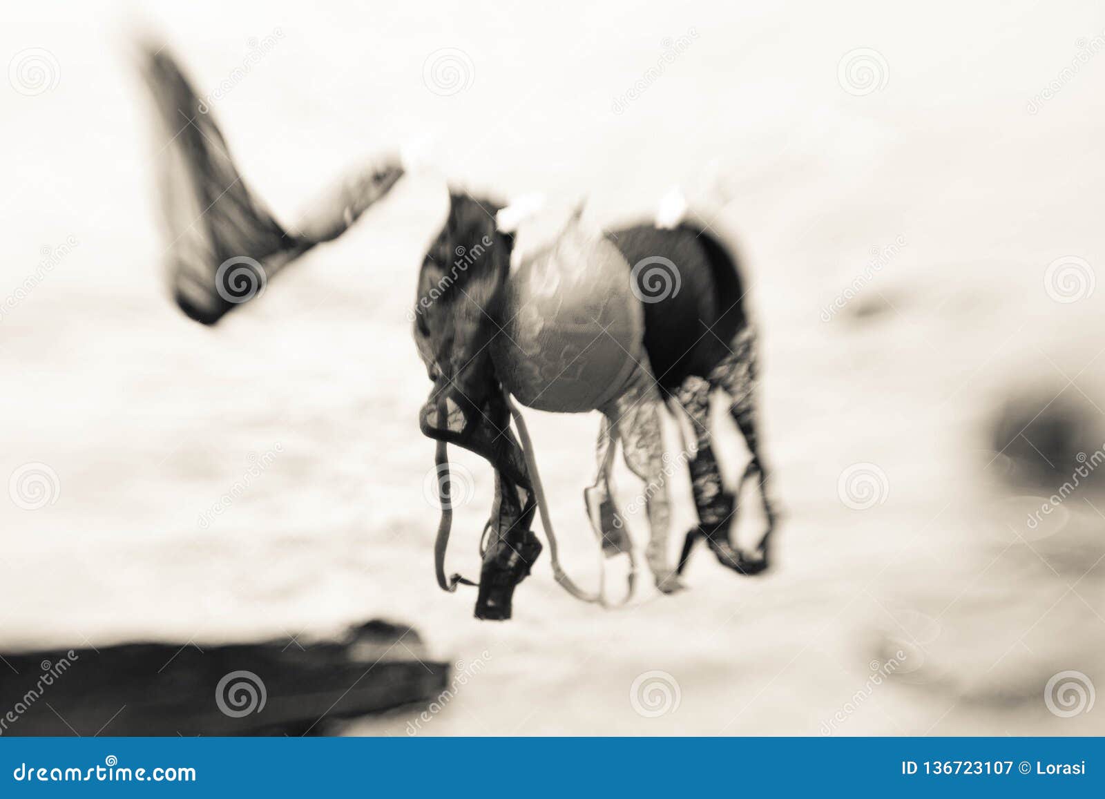 Bras on the rope stock image. Image of string, clothesline - 136723107