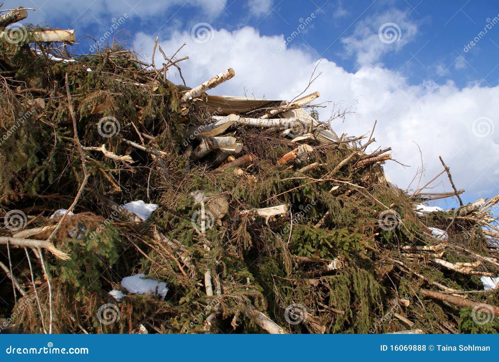 Brash Wood for Biomass stock photo. Image of outdoor 16069888