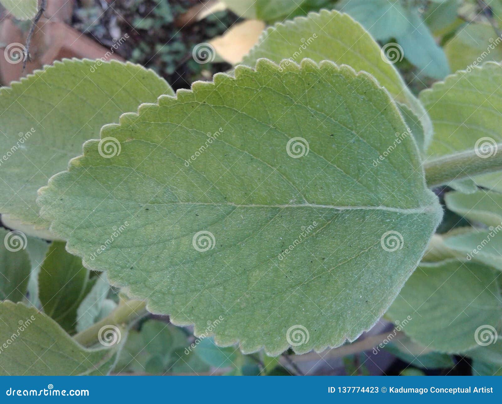 Para Que Sirve Las Hojas De Boldo Como Planta Medicinal Plantă Blog