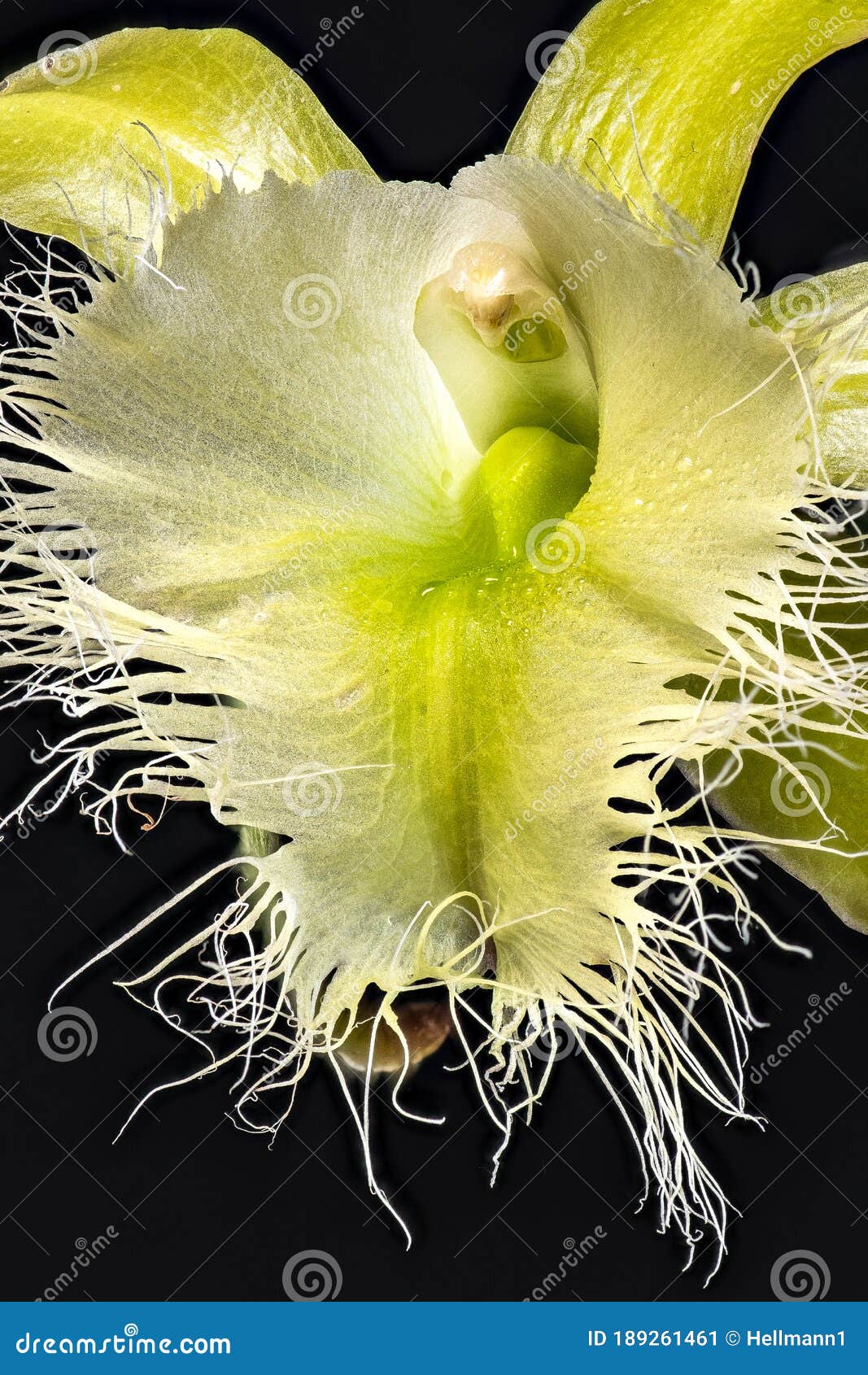 Orchid Rhyncholaelia Stock Photos - Free & Royalty-Free Stock Photos from  Dreamstime