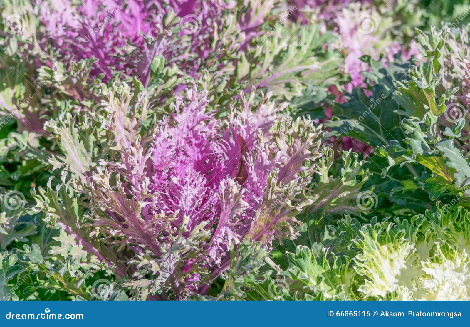 Brassica Hybrid flower stock photo. Image of autumn, cruciferous 66865116